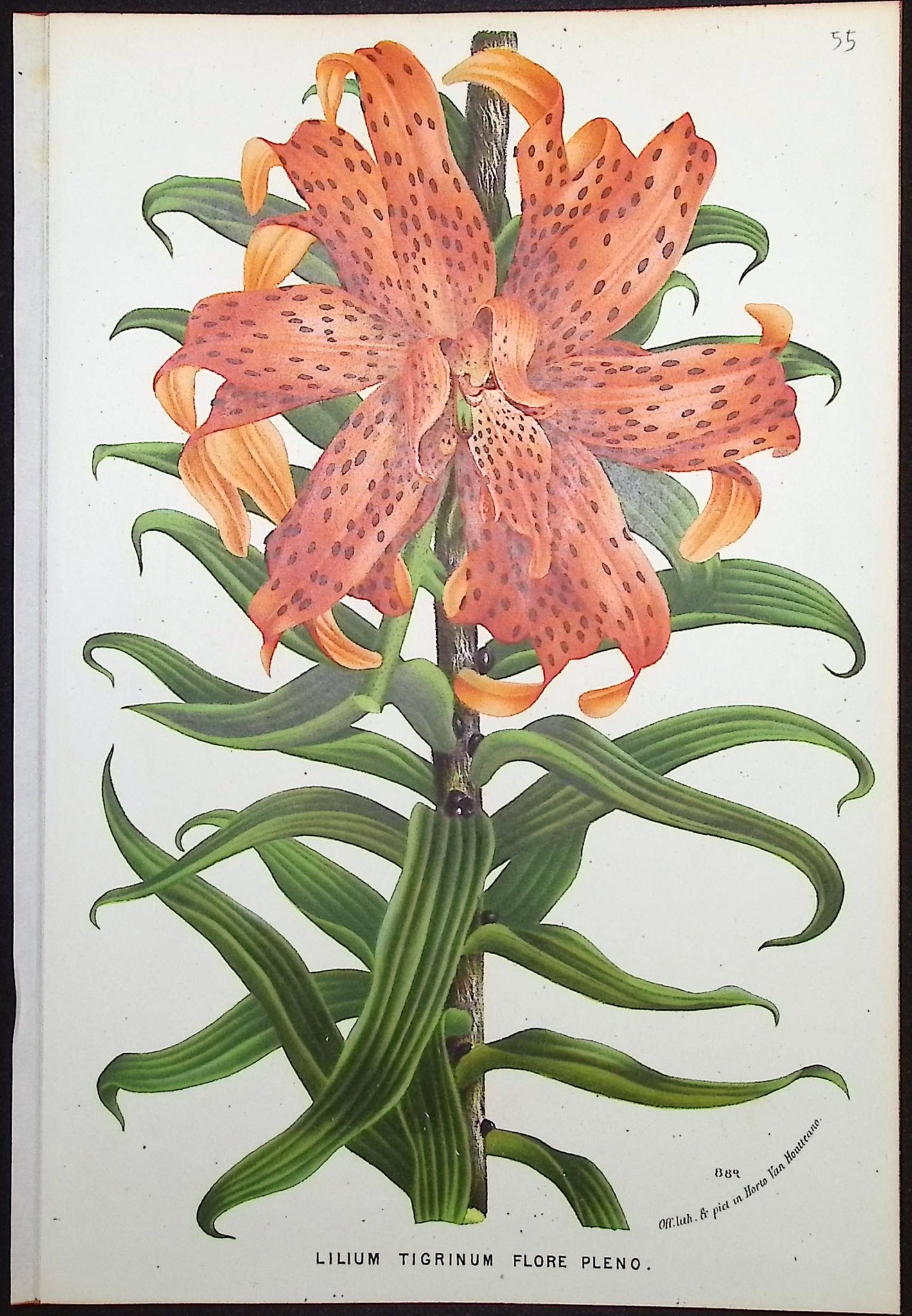 Lily