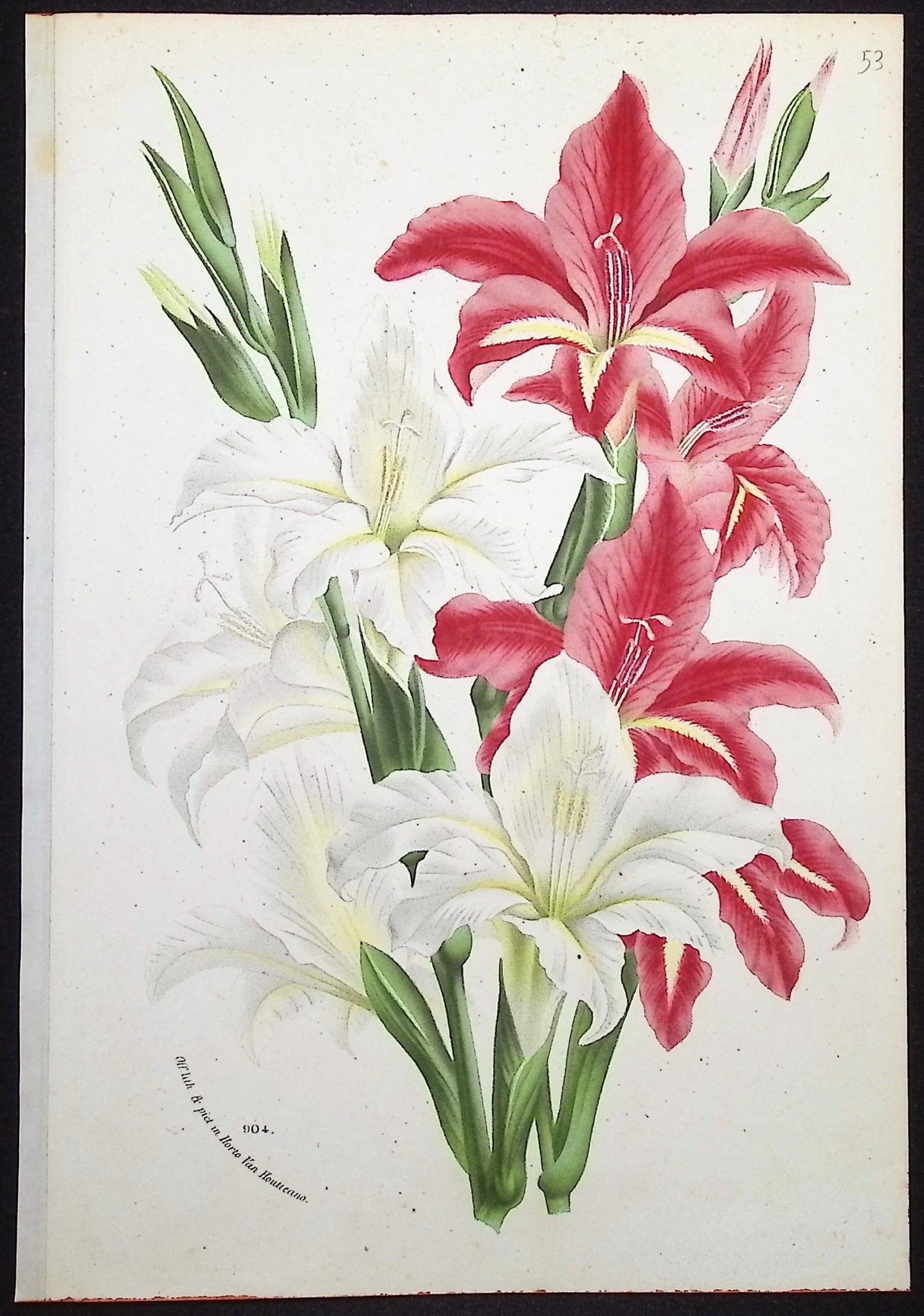 Lily