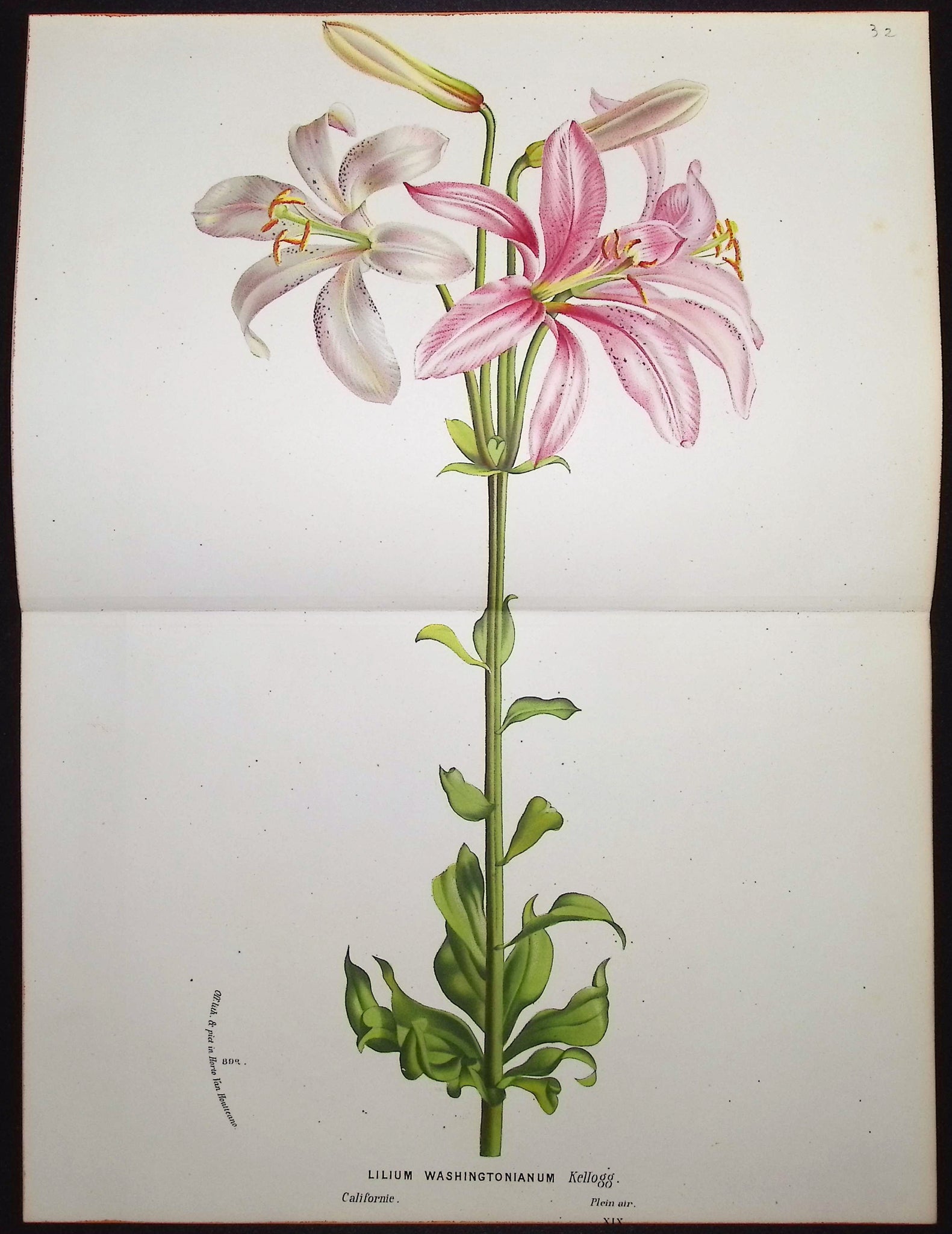 Lily