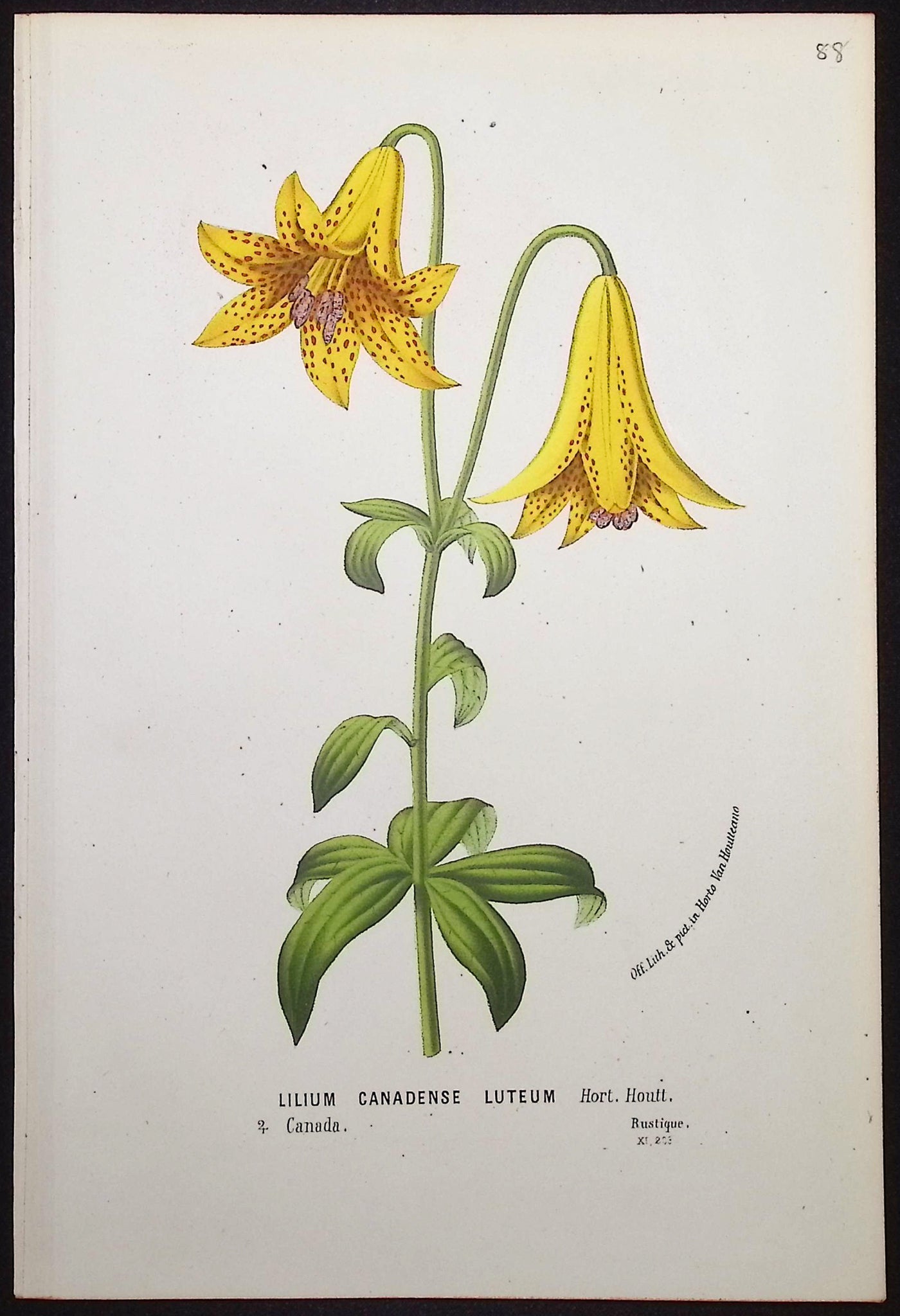 Lily