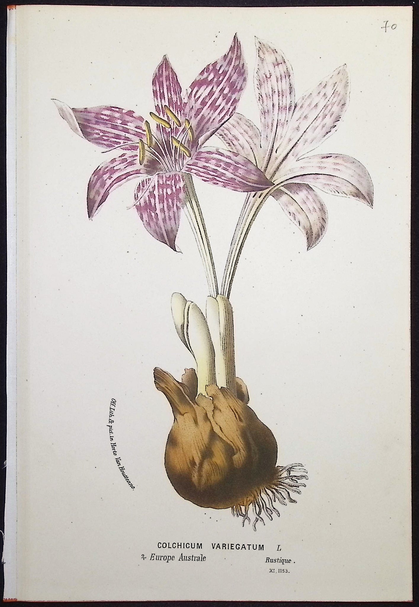 Crocus