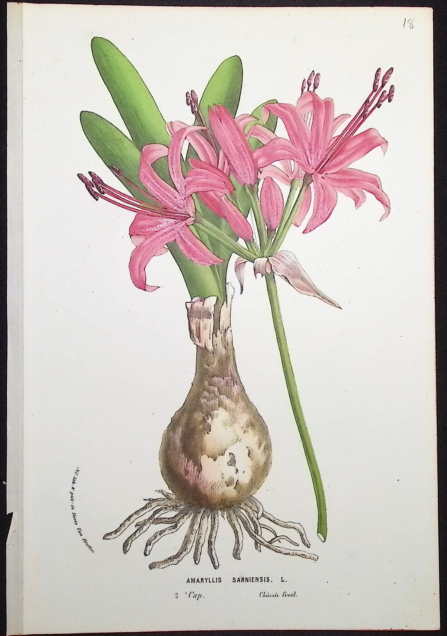 Amaryllis