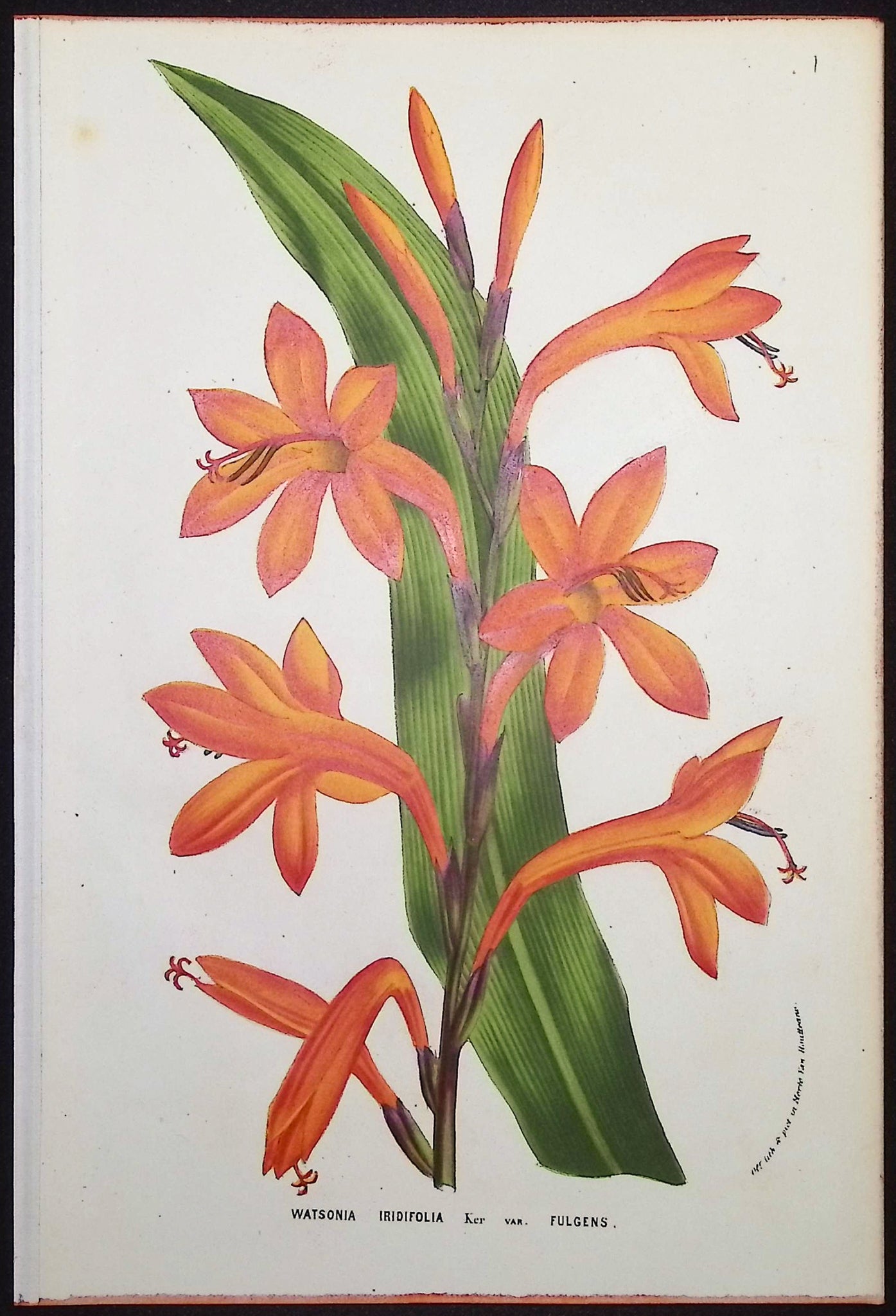 Watsonia