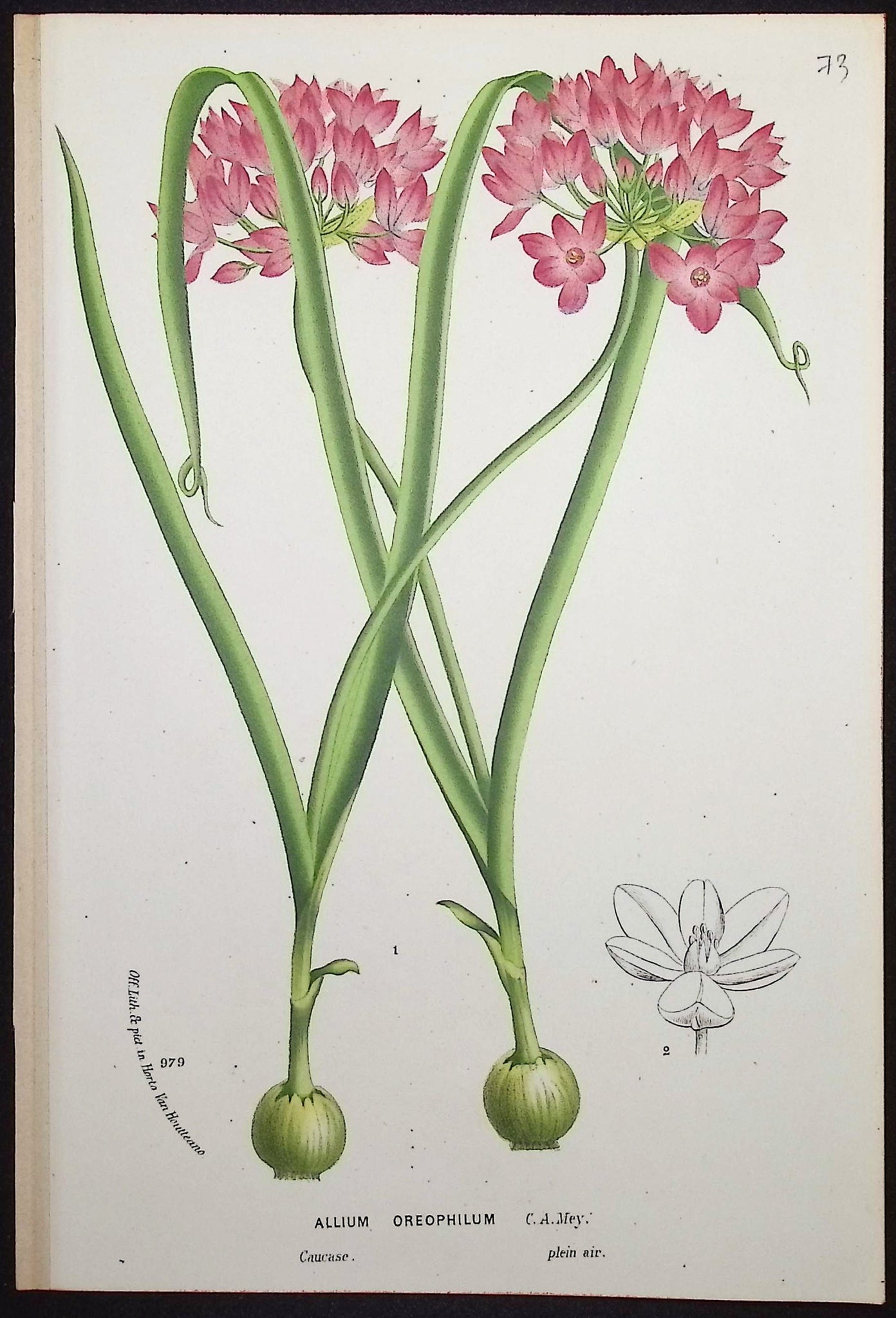 Allium