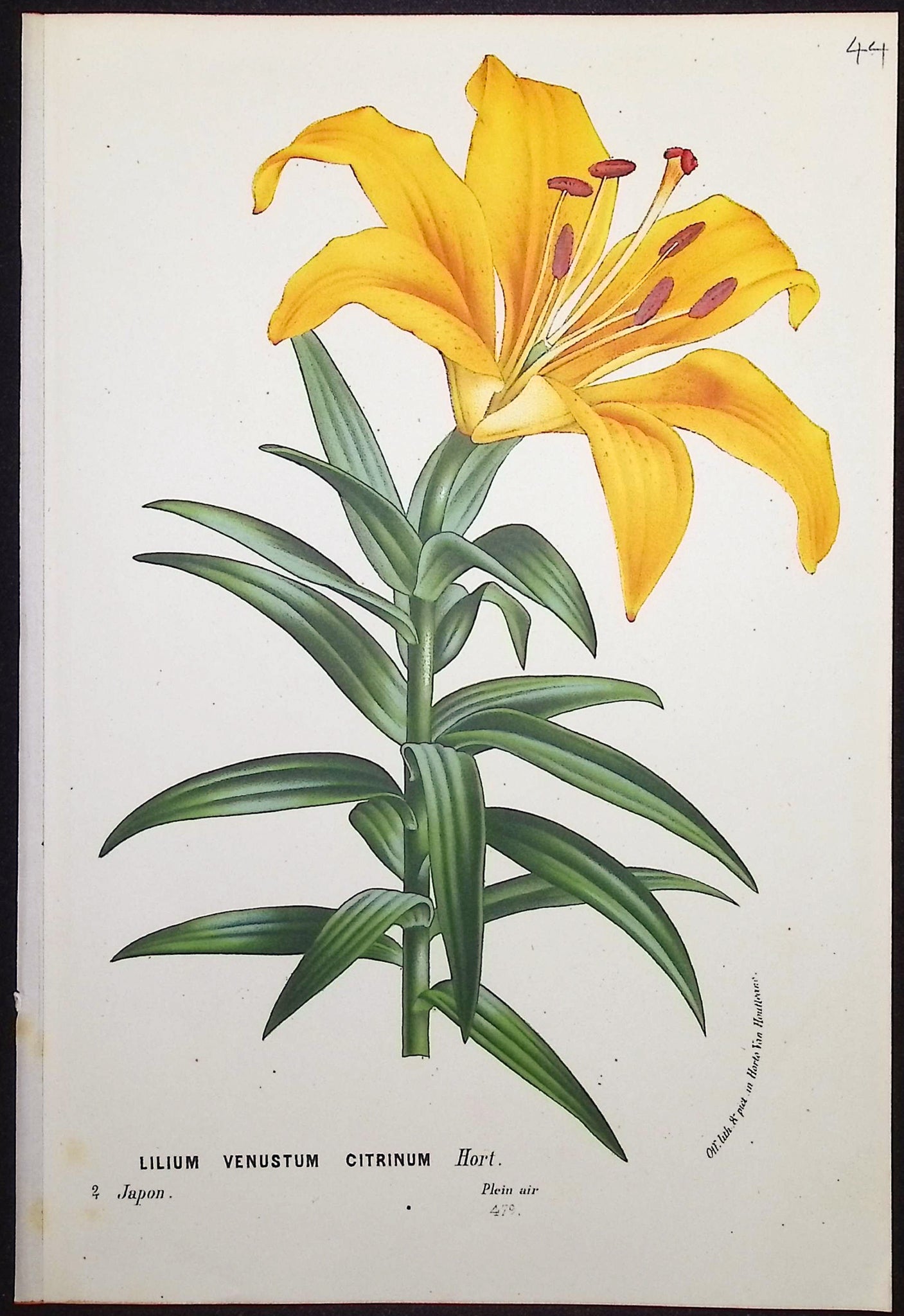 Lily