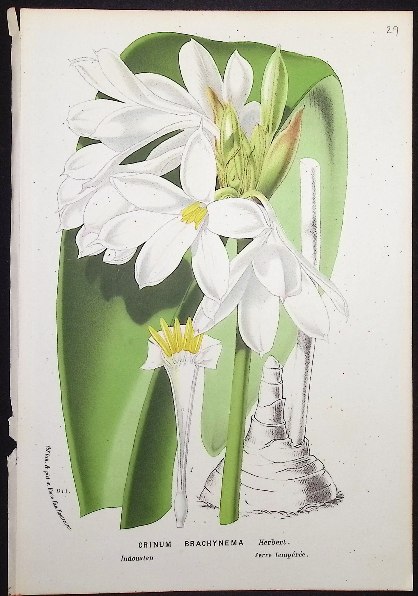 Lily