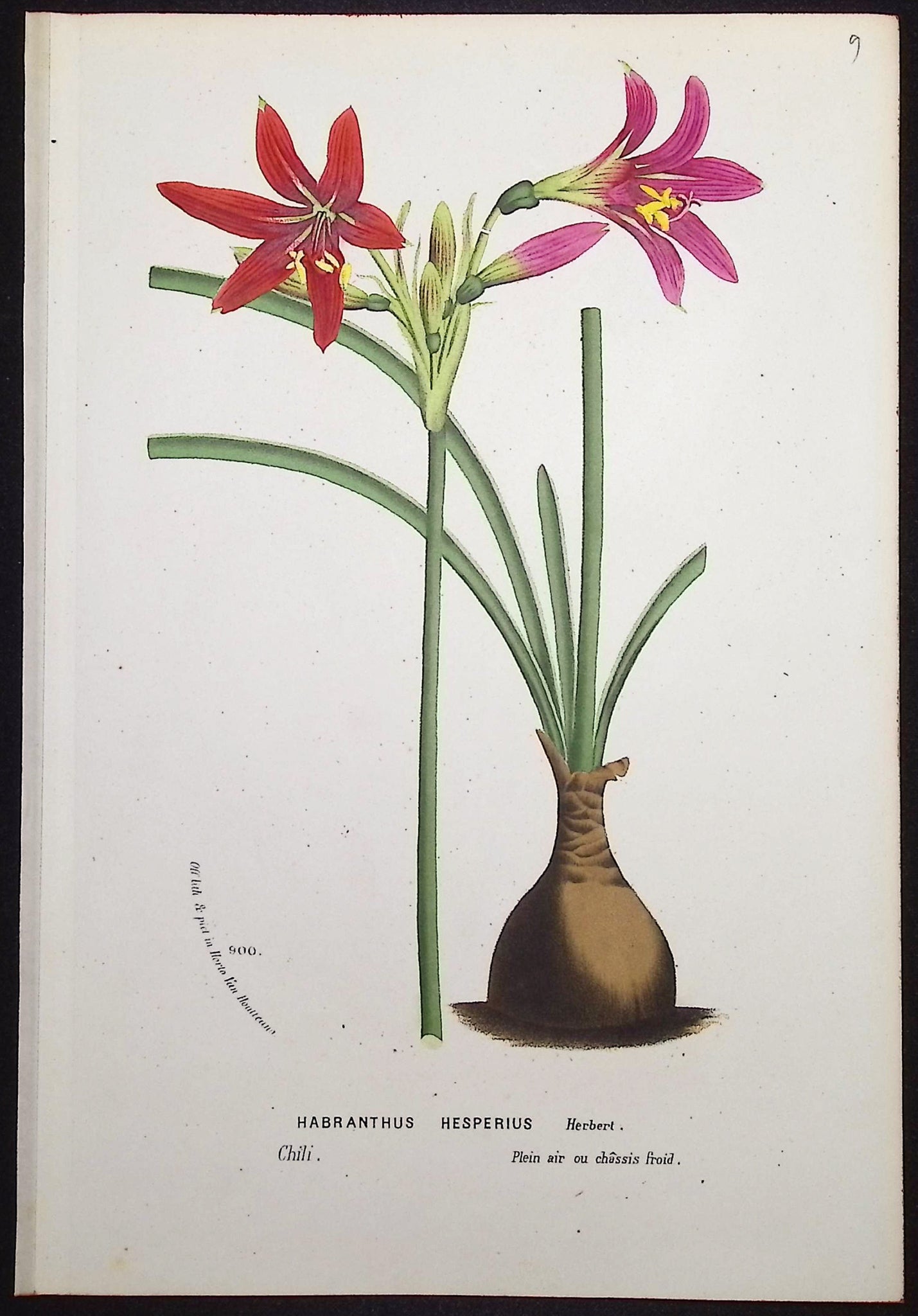 Lily