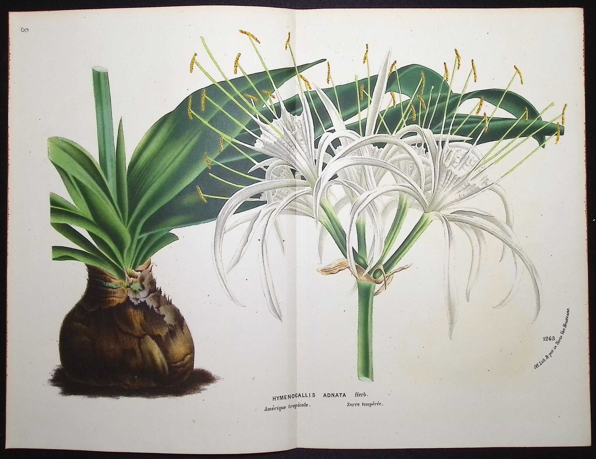 Spider Lily (Hymenocallis Adnata)