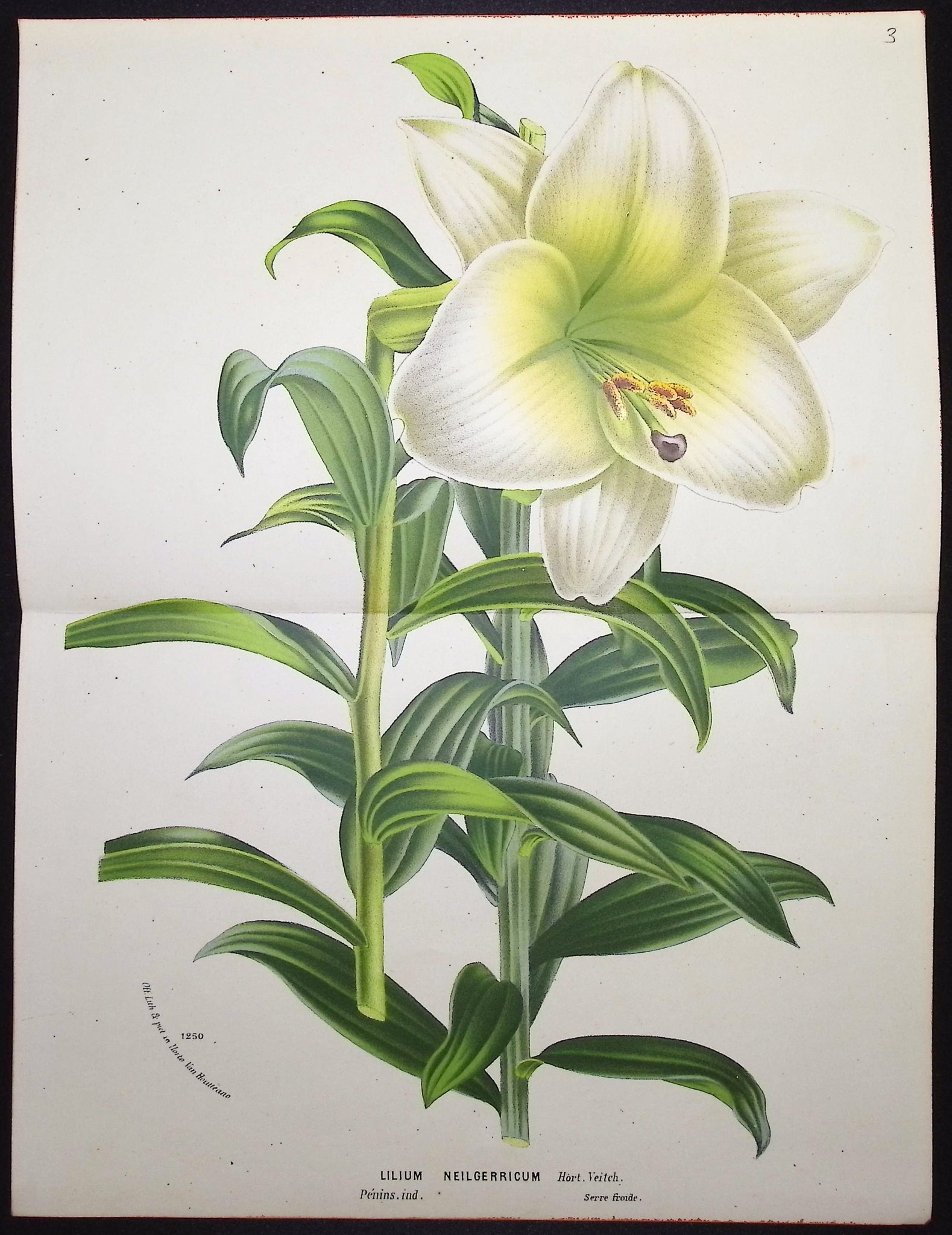 Lily