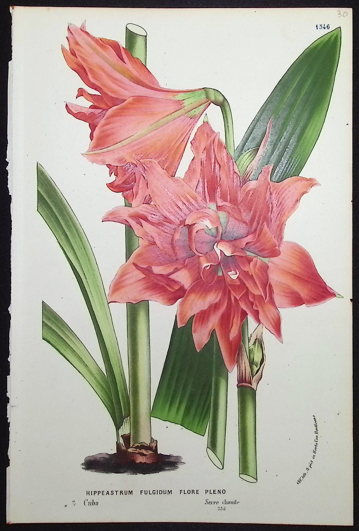 Lily