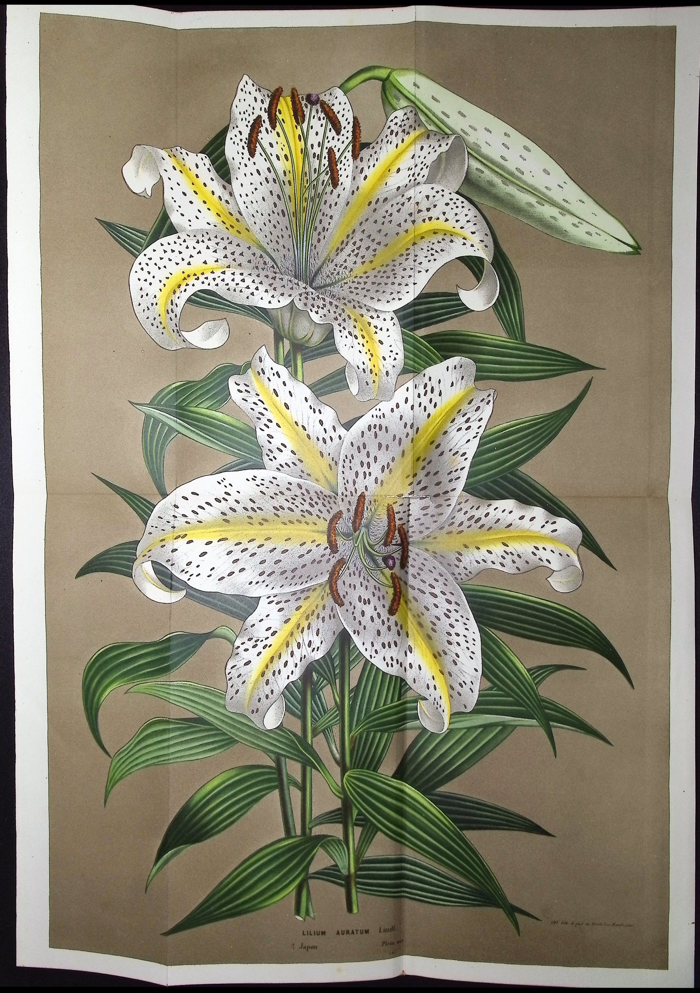 Lily