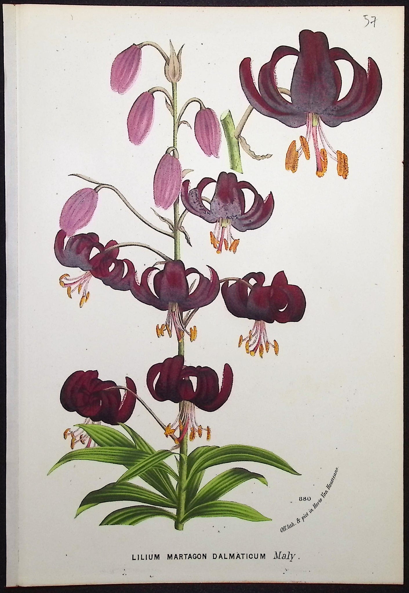 Lily