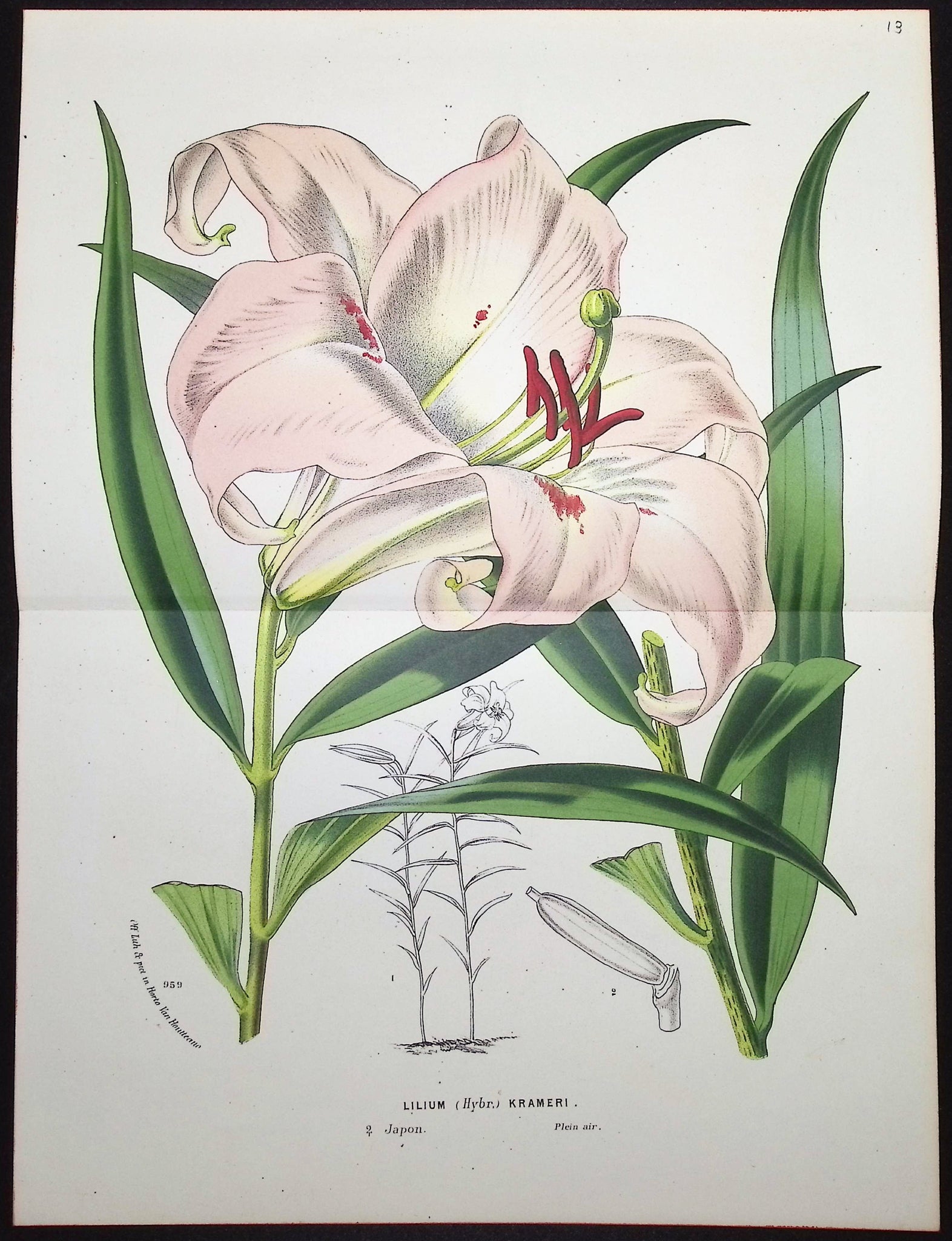 Lily