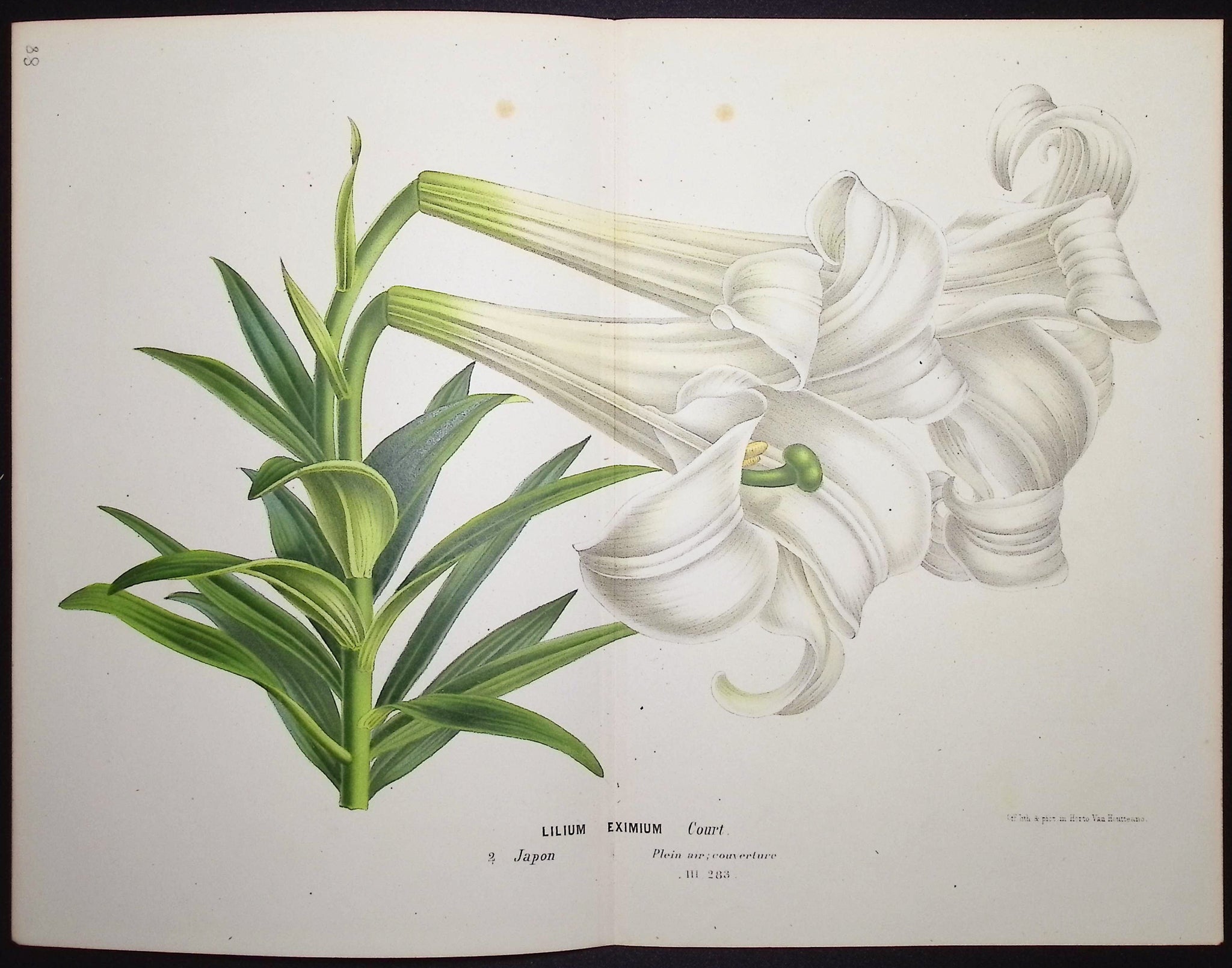 Lily