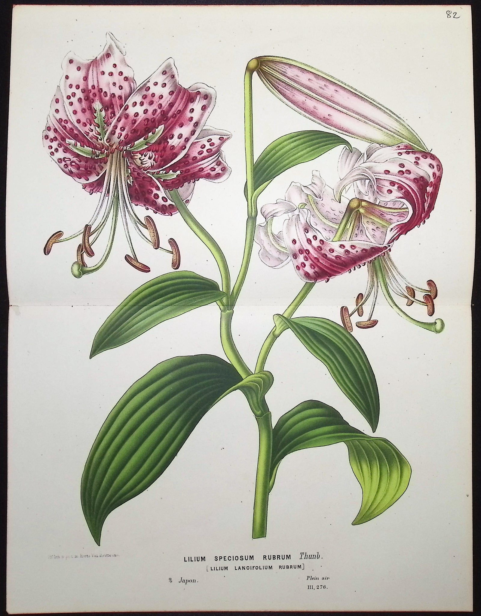 Lily