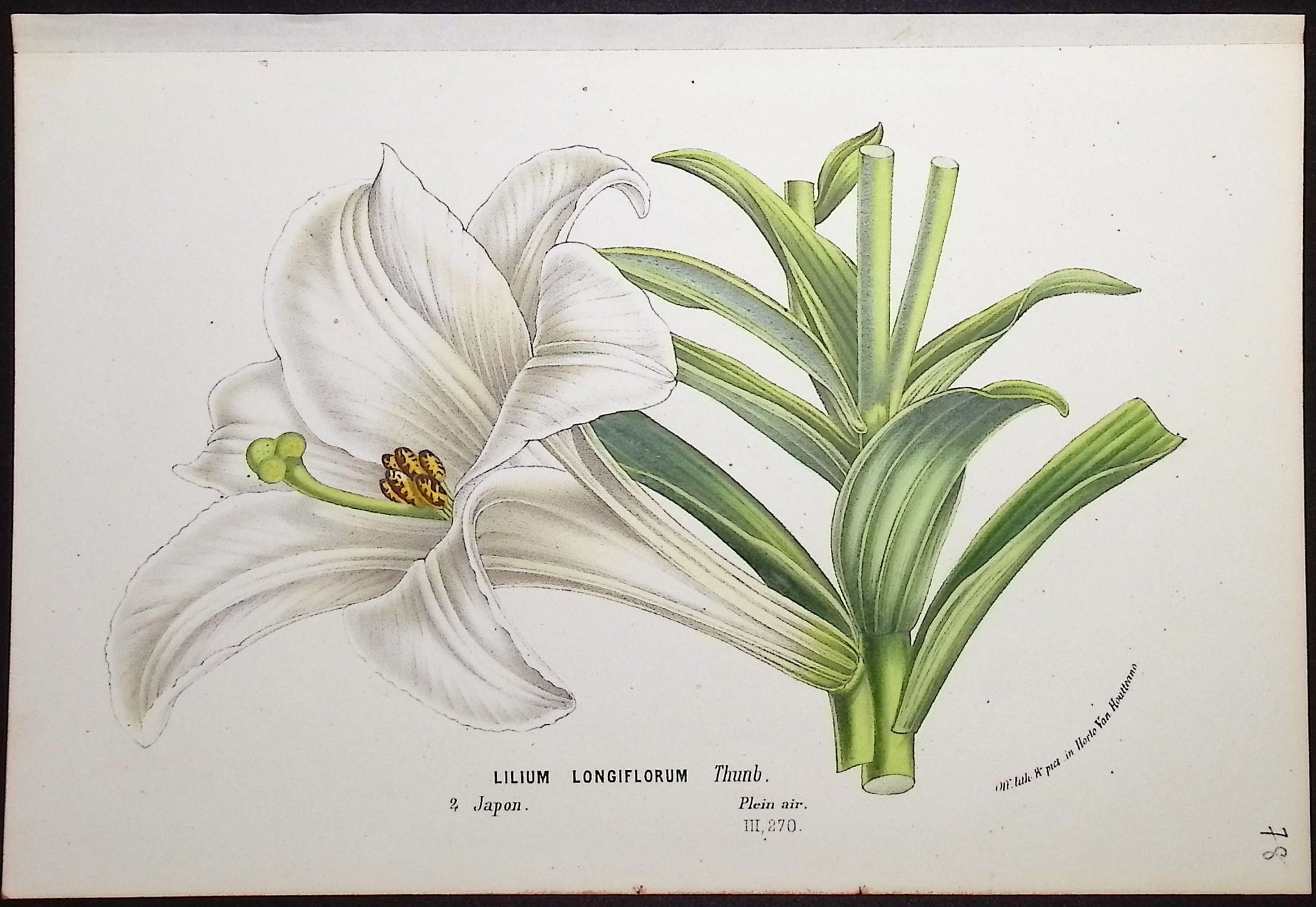 Lily