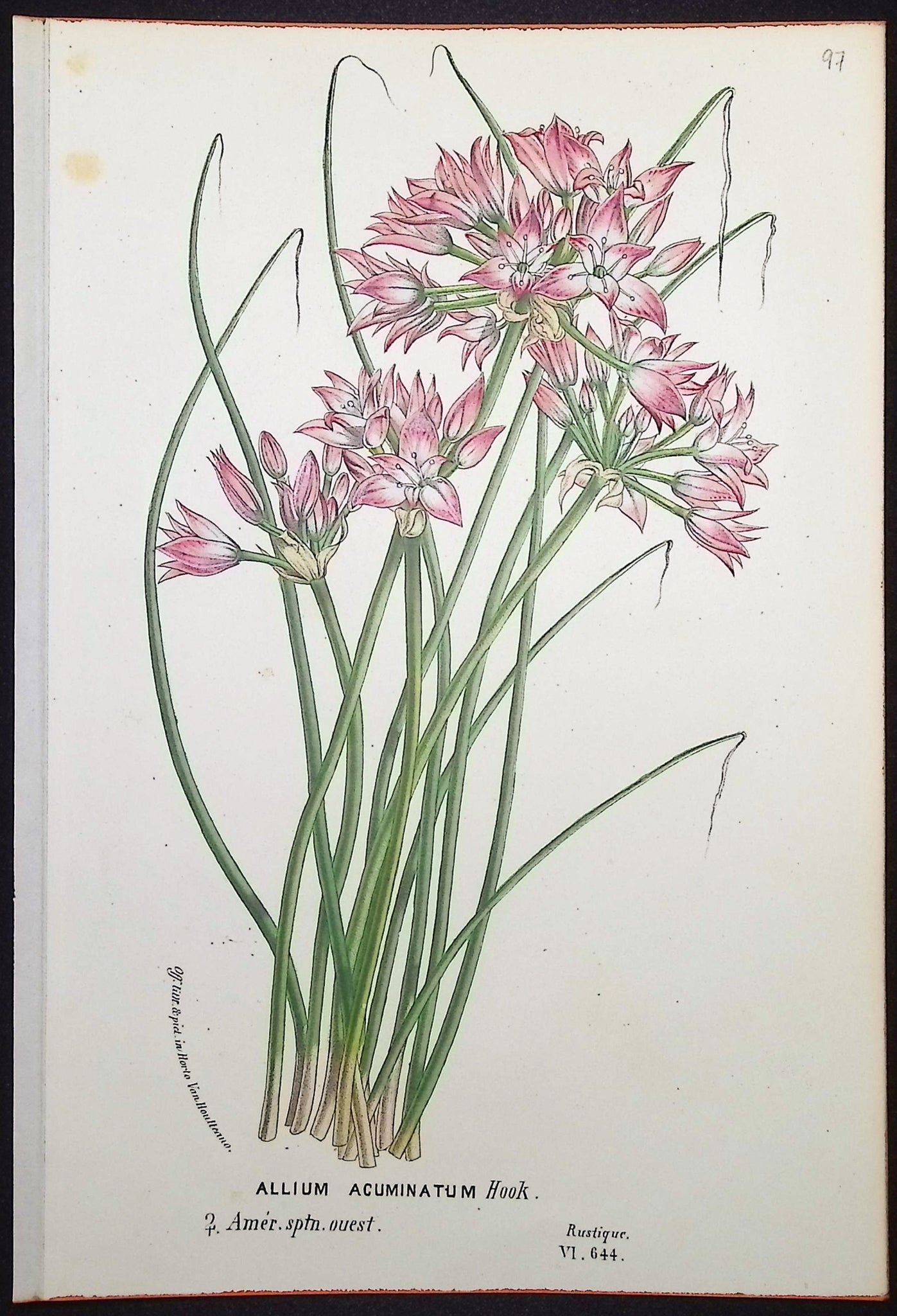 Lily