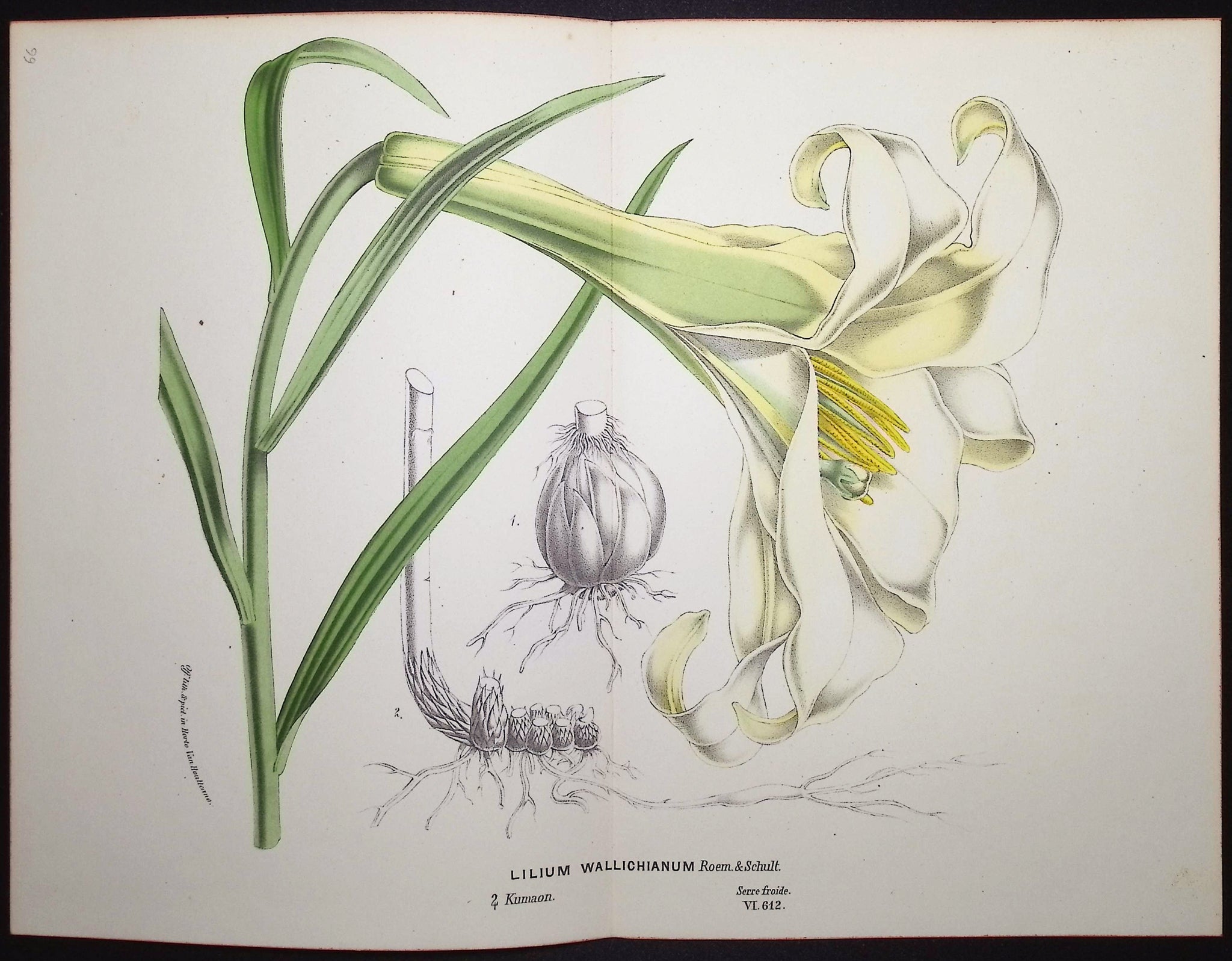 Lily