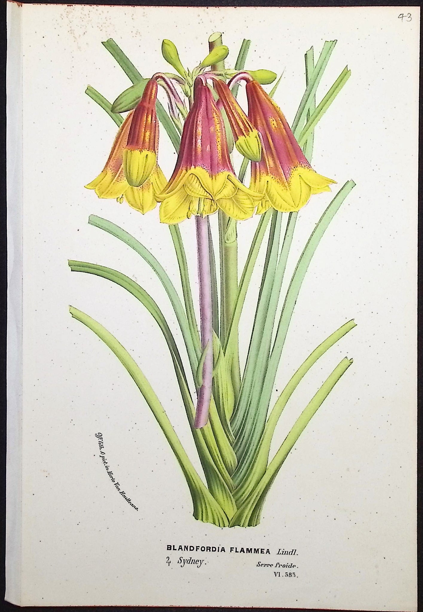 Christmas Bells (Blandforidia Flammea)