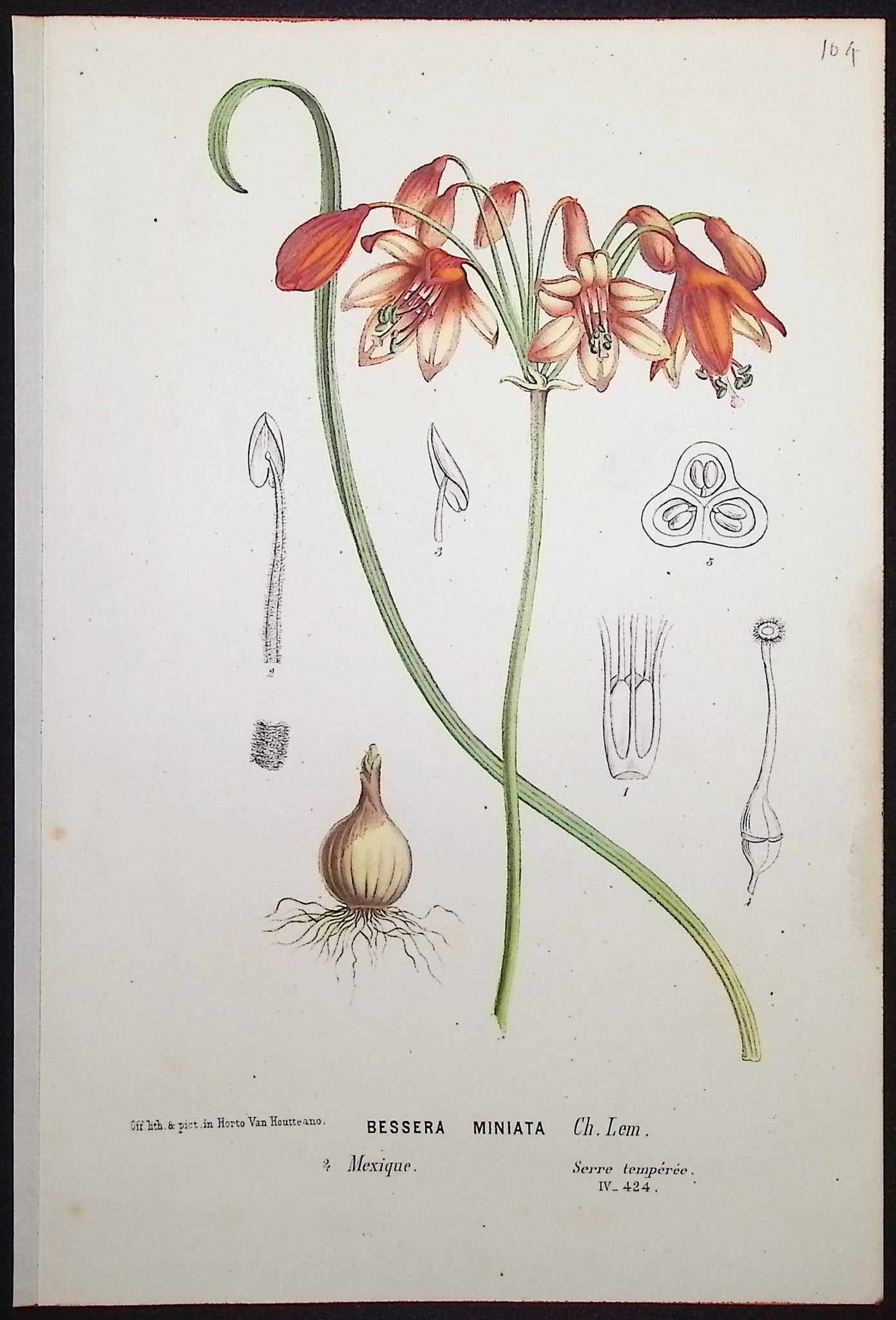 Coral Drops (Bessera Miniata)