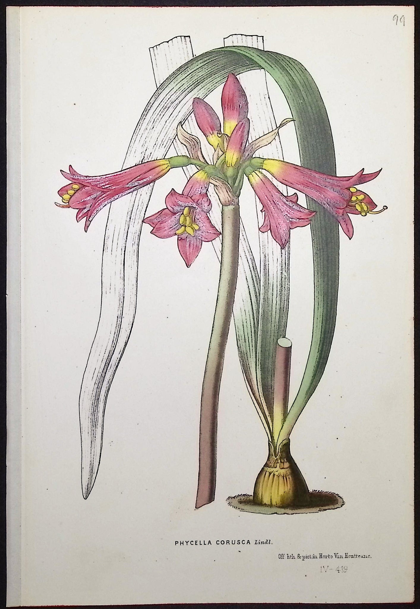 Amaryllis (Phycella Corusca)