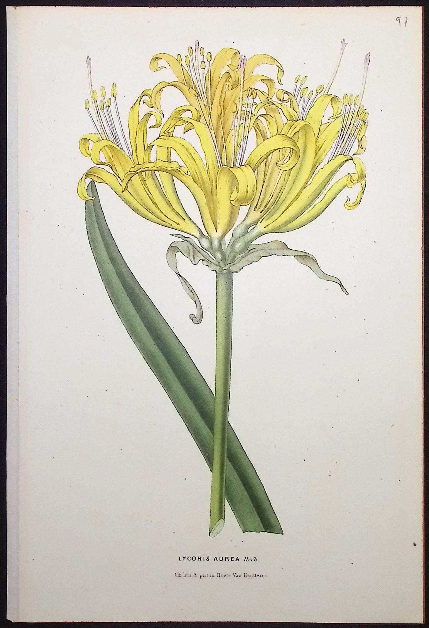 Golden Spider Lily (Lycoris Aurea)