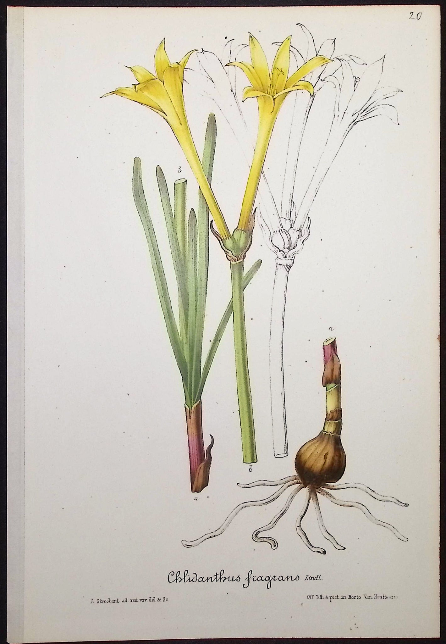 Sea Daffodil (Chlidanthus fragrans)