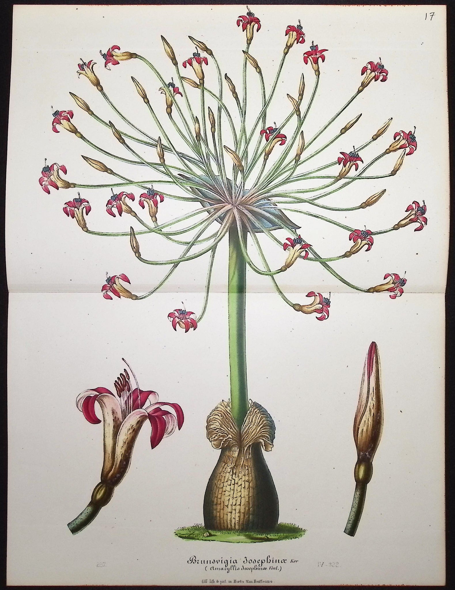 Amaryllis