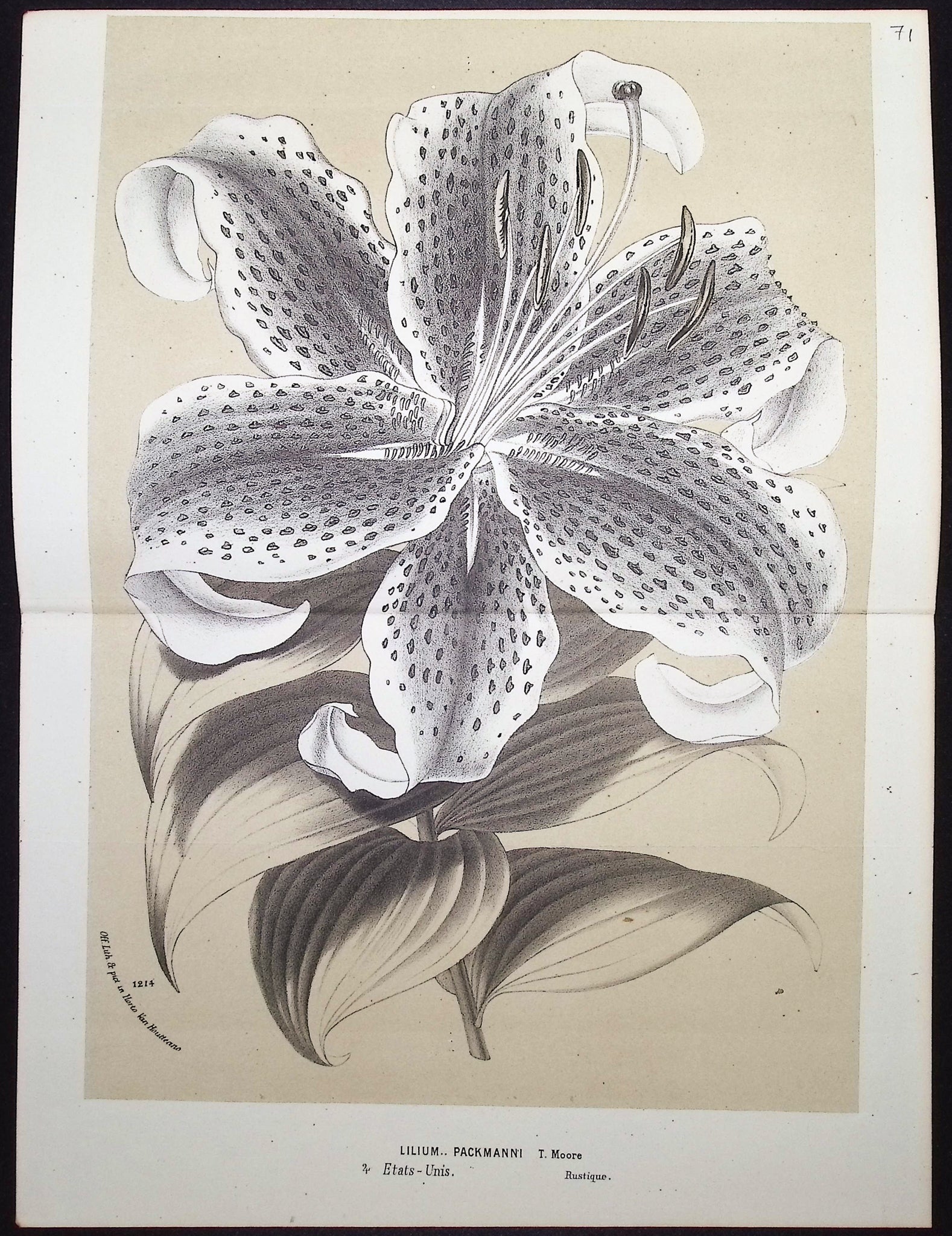 Lily