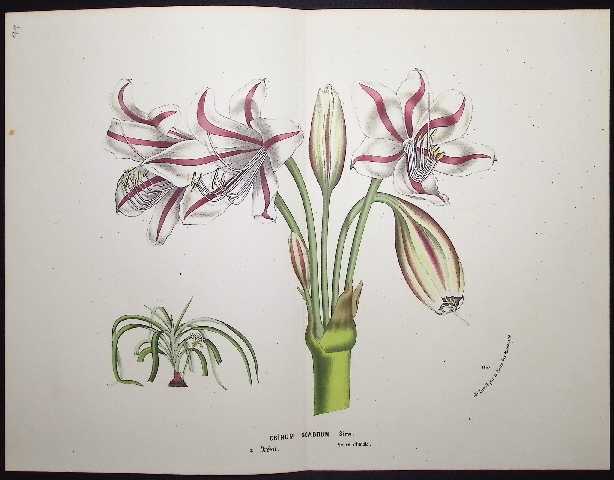 Amaryllis