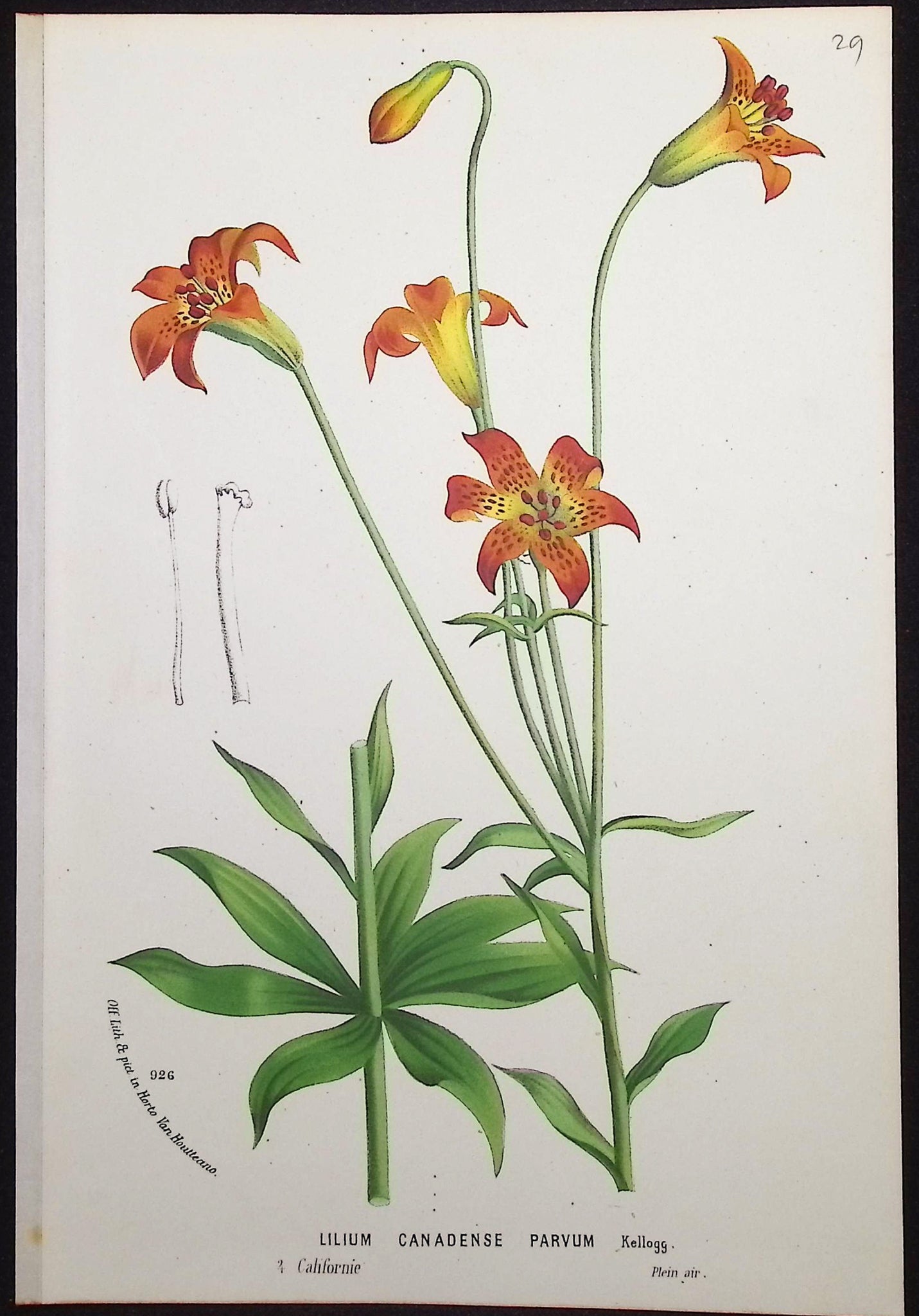 Lily