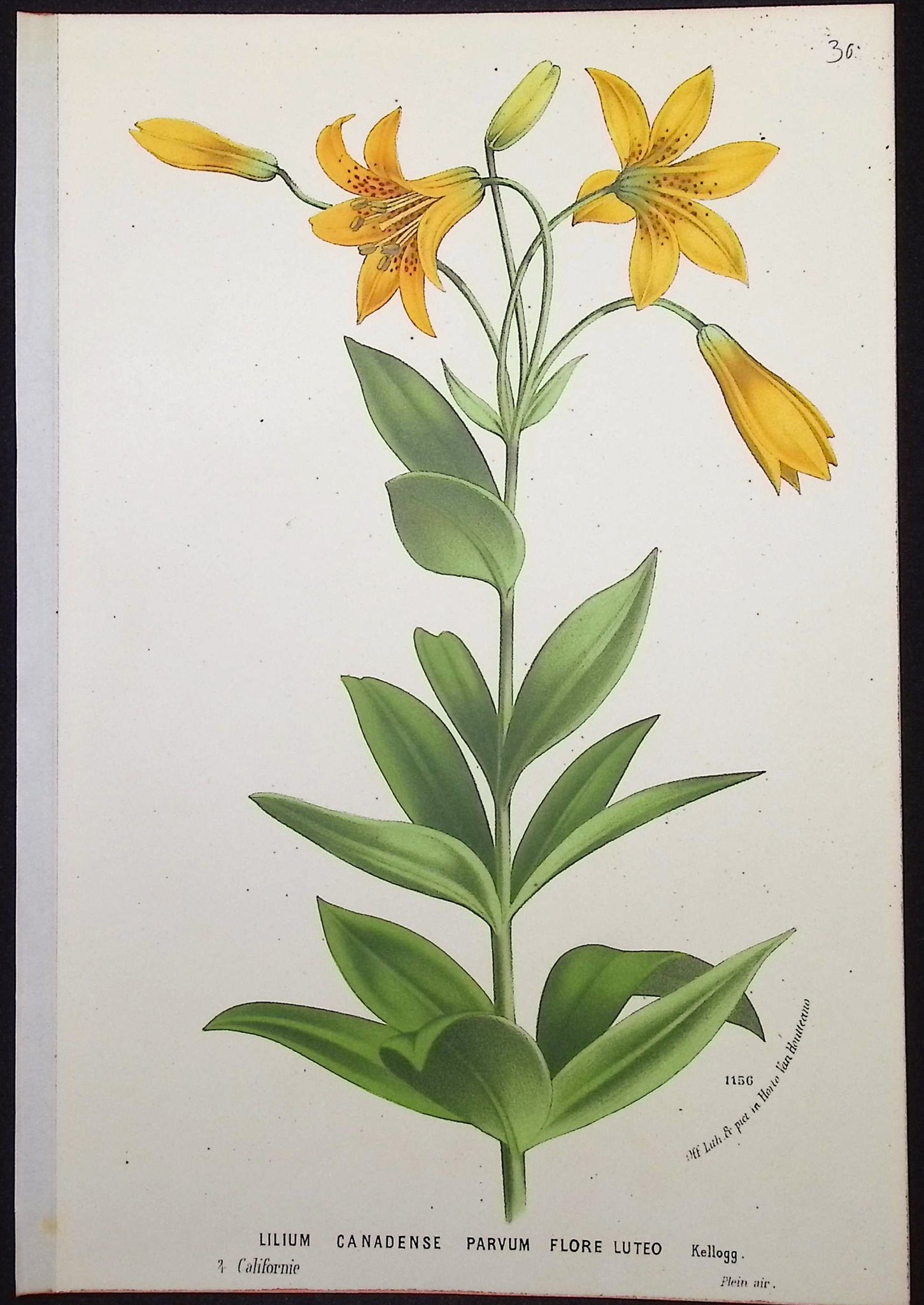Lily