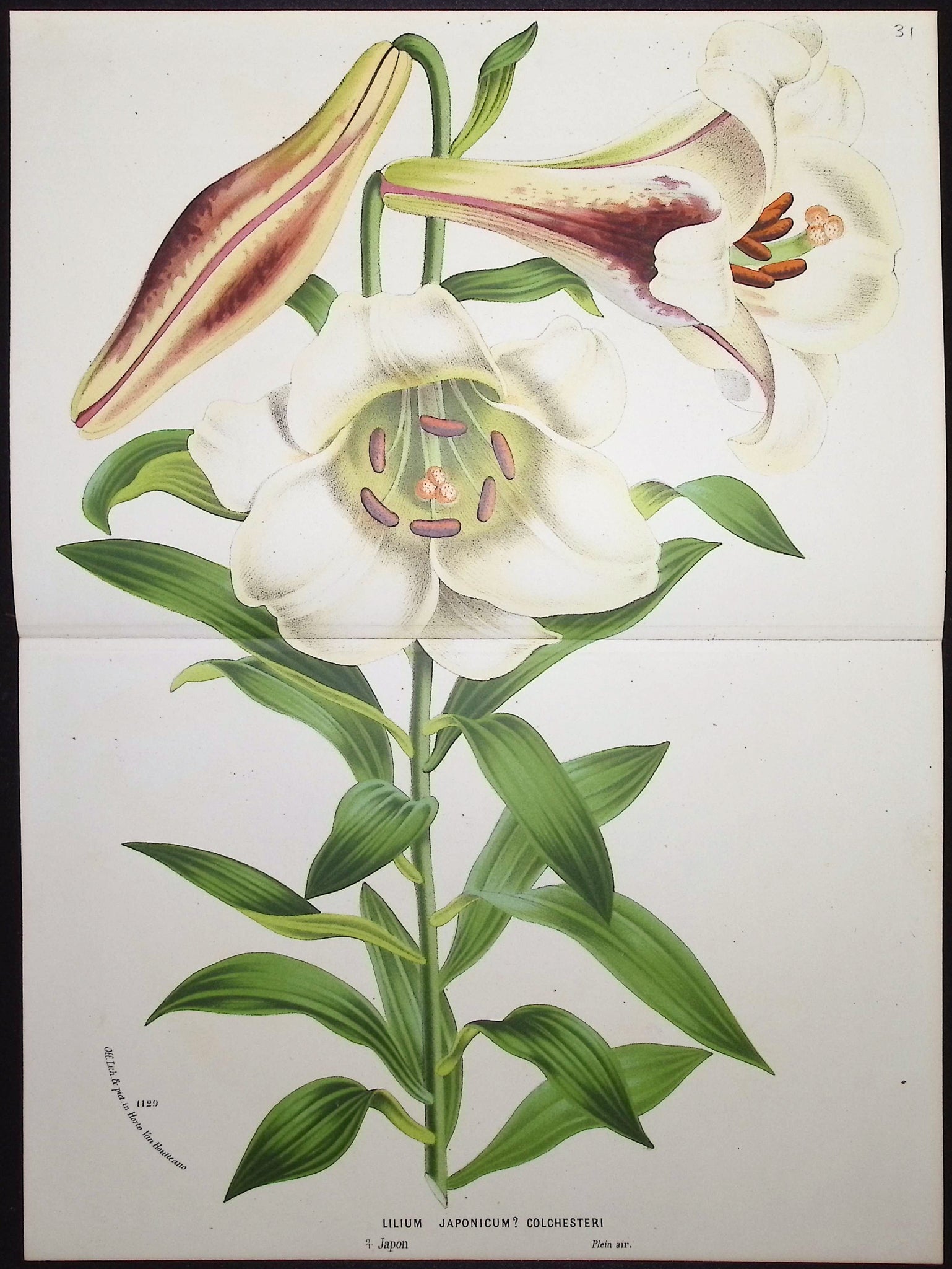 Lily