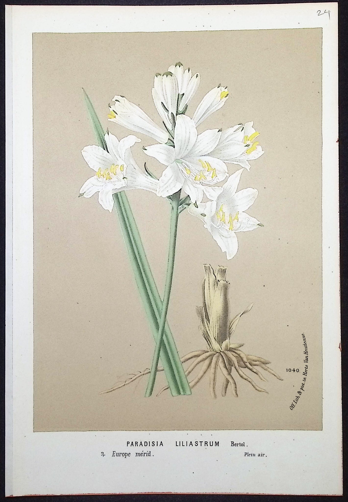 Lily