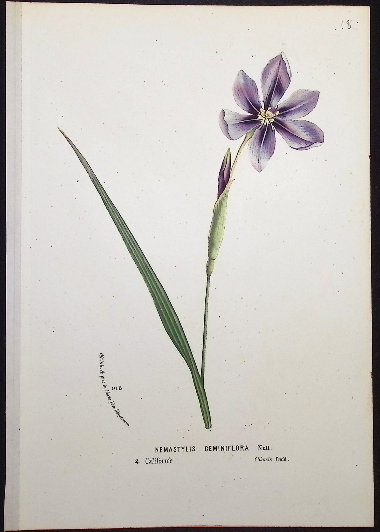 Prairie Pleatleaf (Nemstyils Geminiflora)