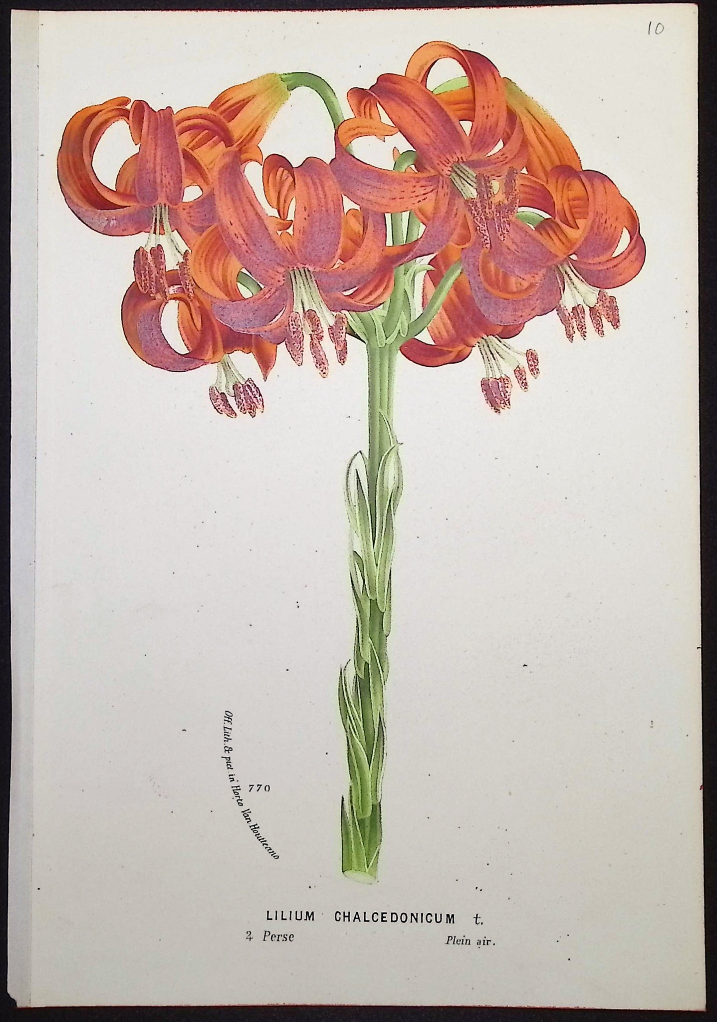 Lily