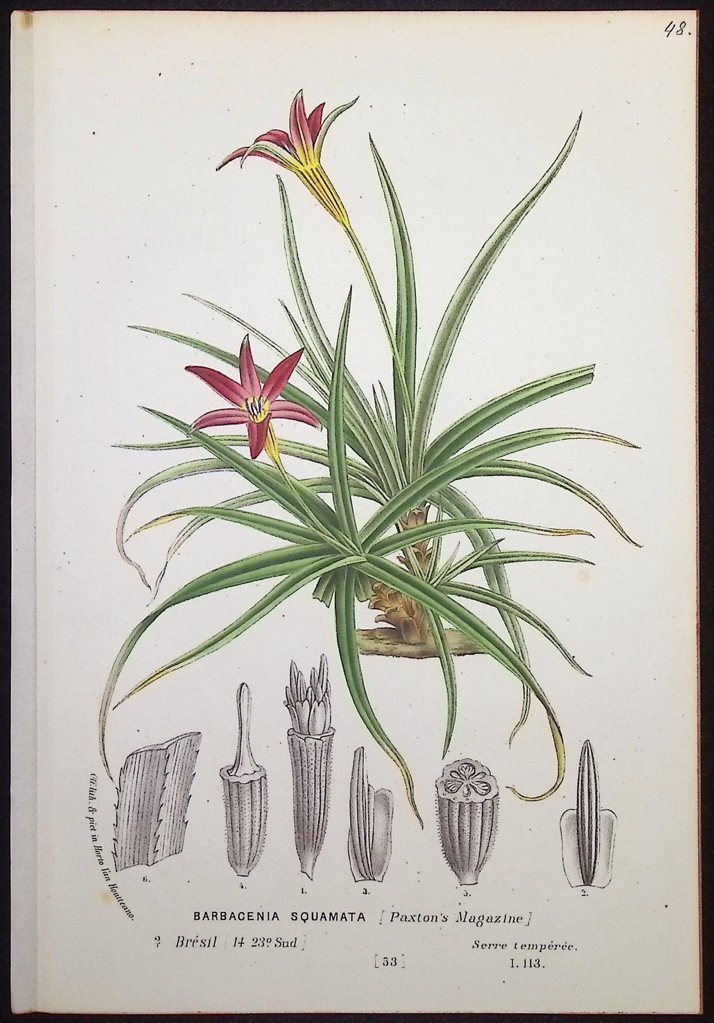 Orchid (Barbacenia Squamata)