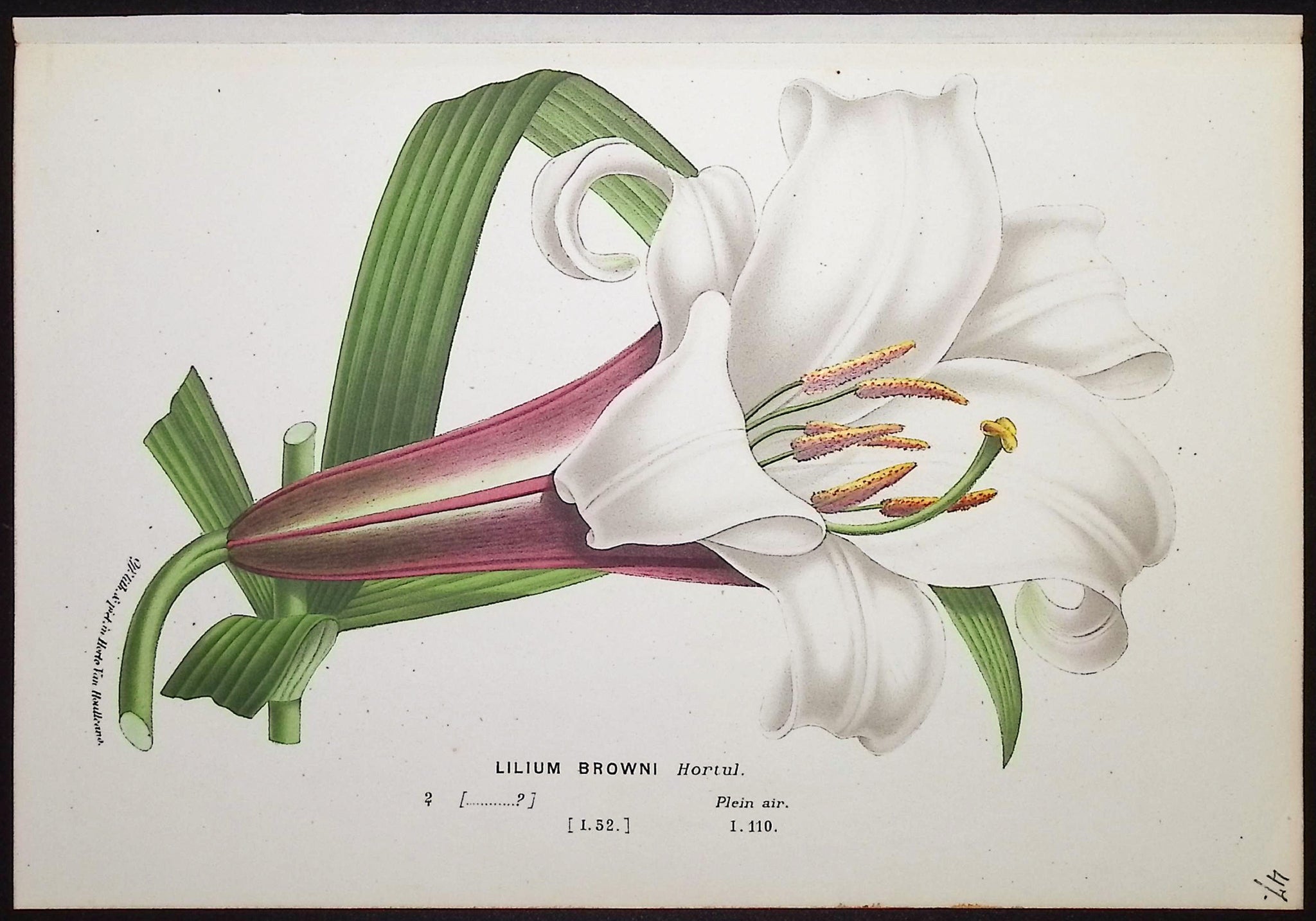 Lily