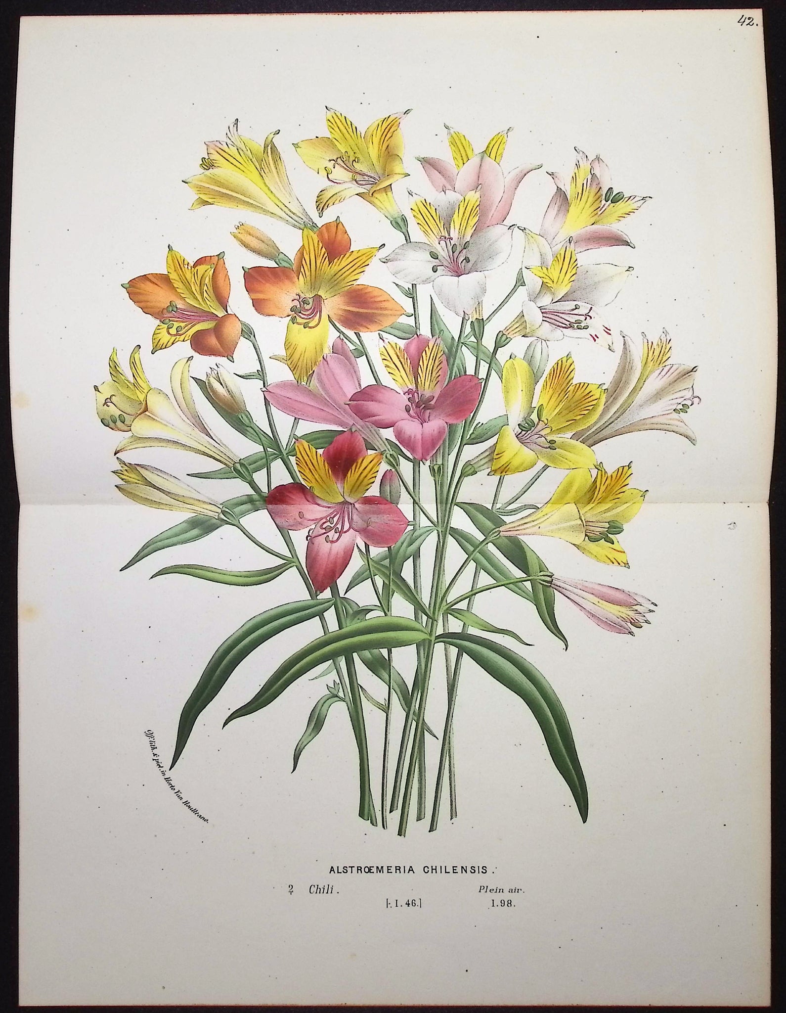 Peruvian Lily (Alstroemeria Chilensis)