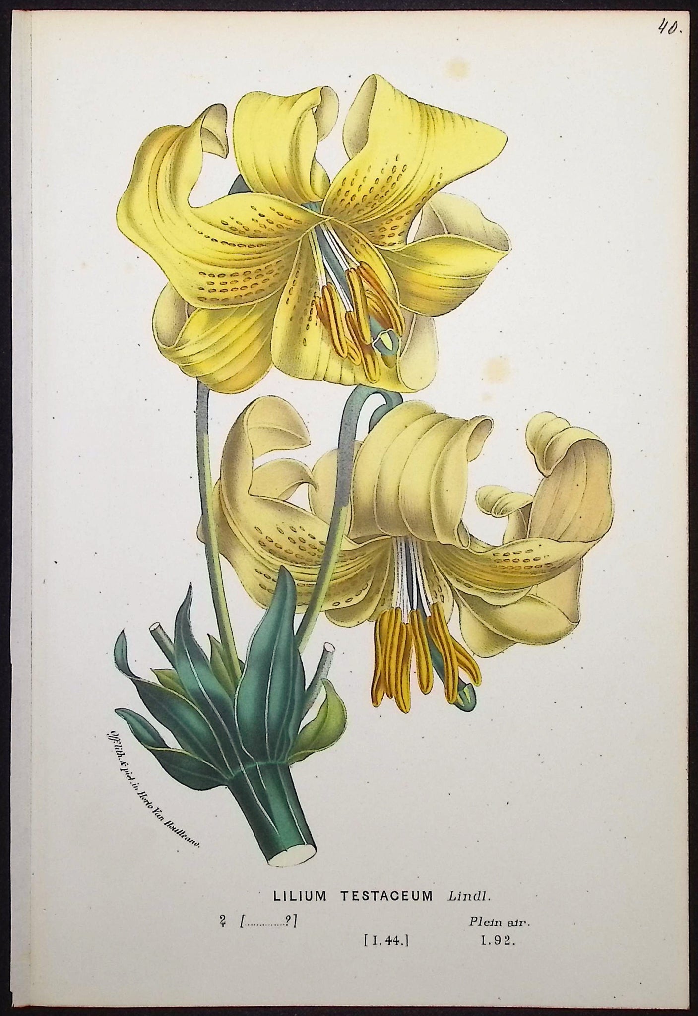 Lily