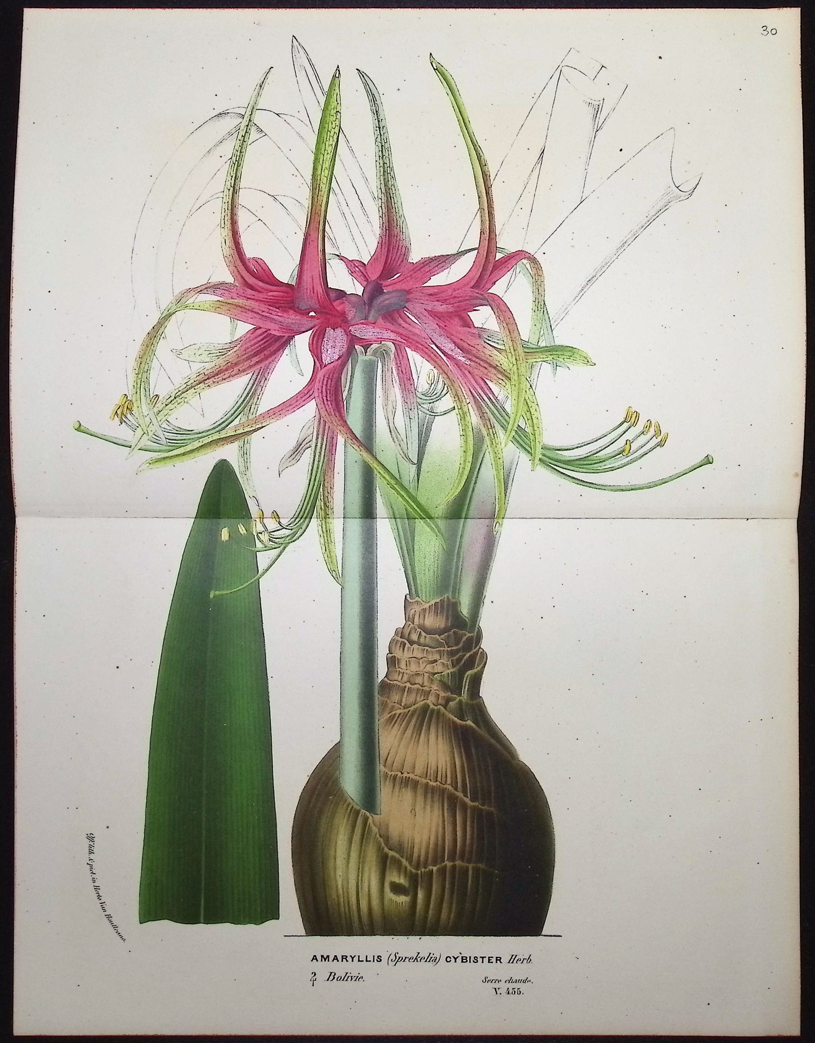 Amaryllis