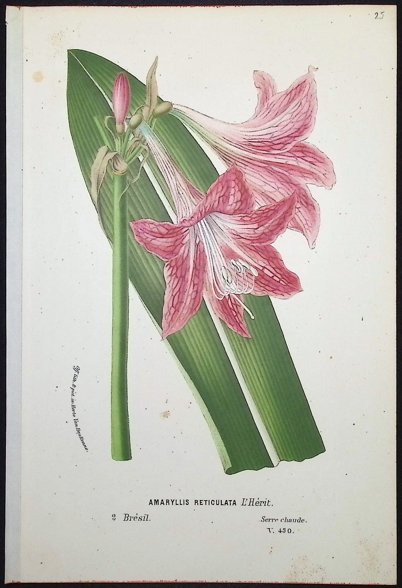 Amaryllis