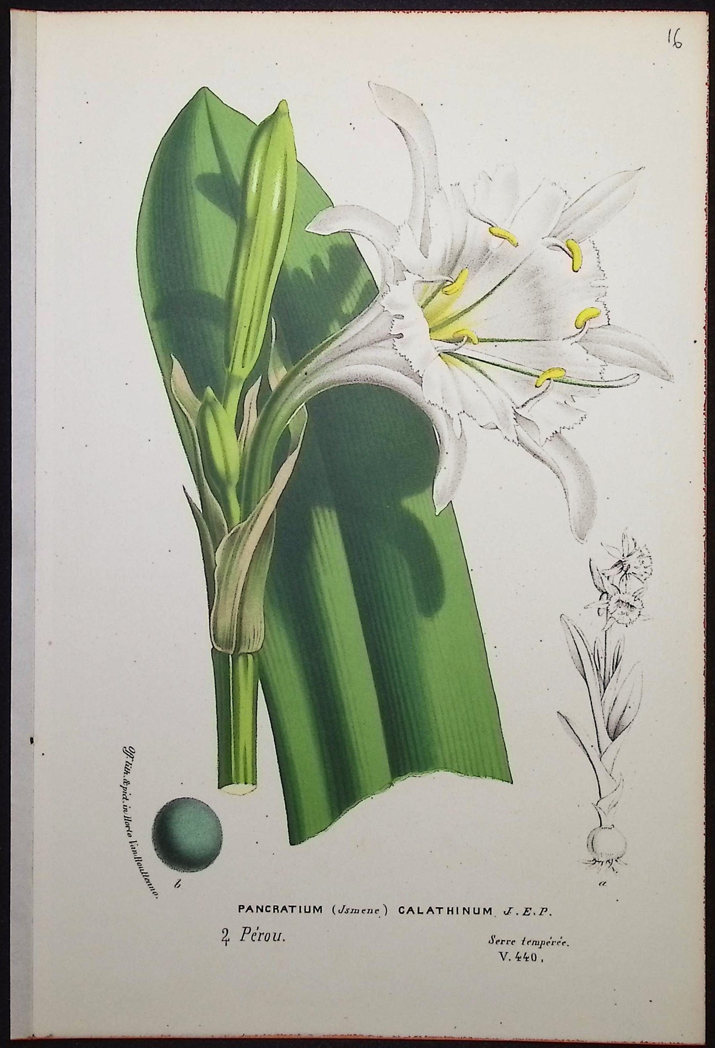 Spider Lily (Pancratium Galathinum)