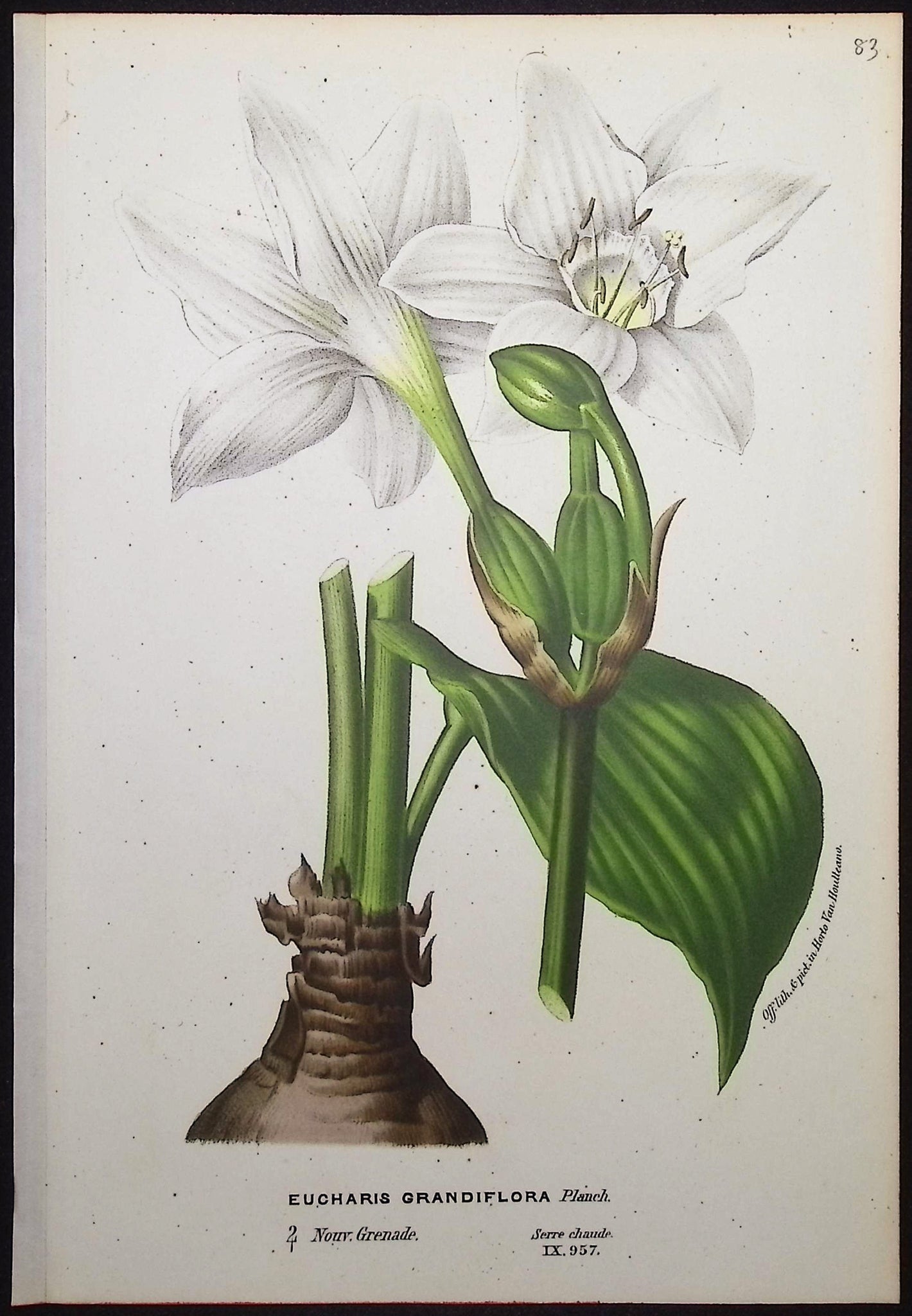 Amazon Lily (Eucharis Grandiflora)