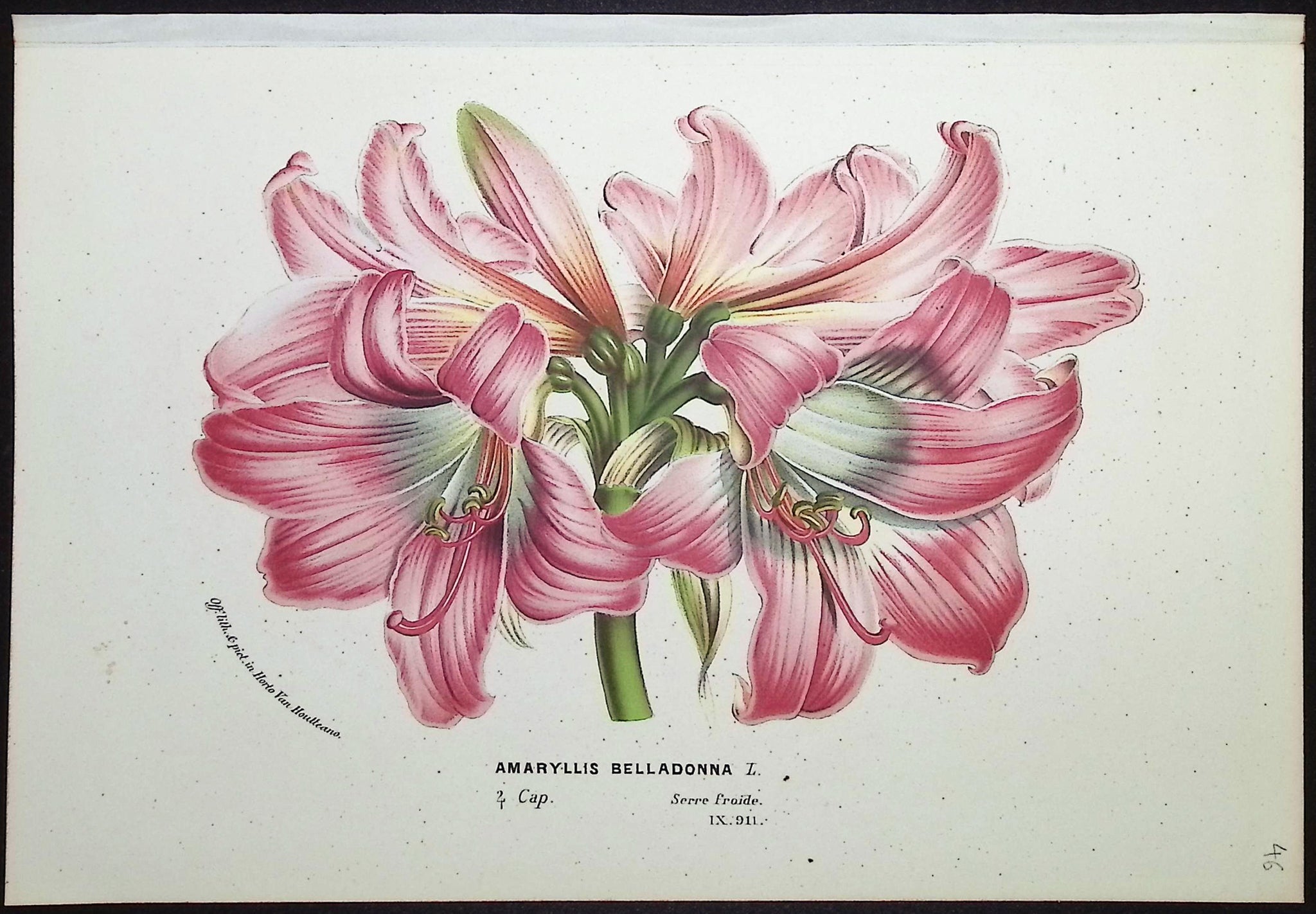 Amaryllis