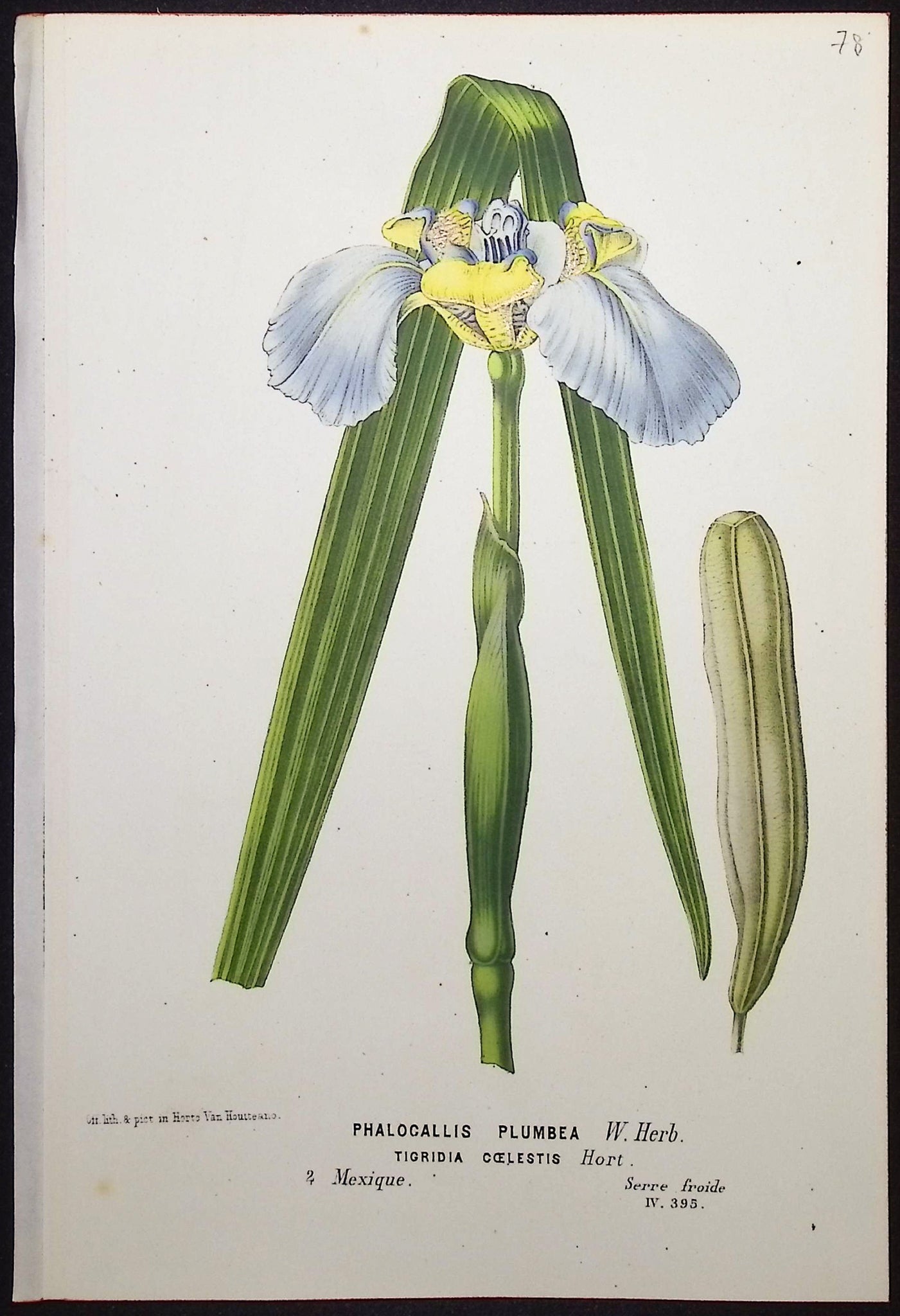 Iris