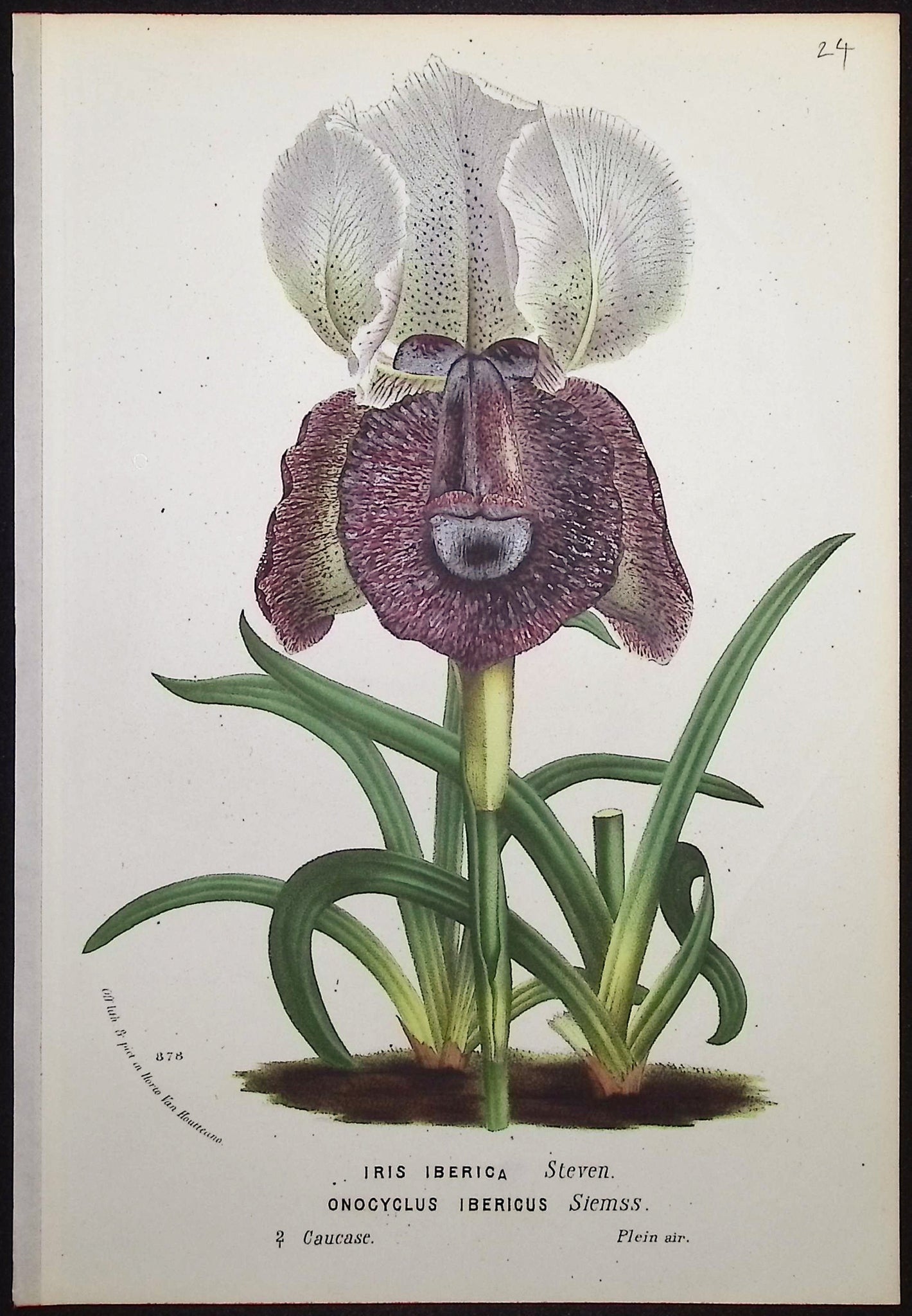 Iris