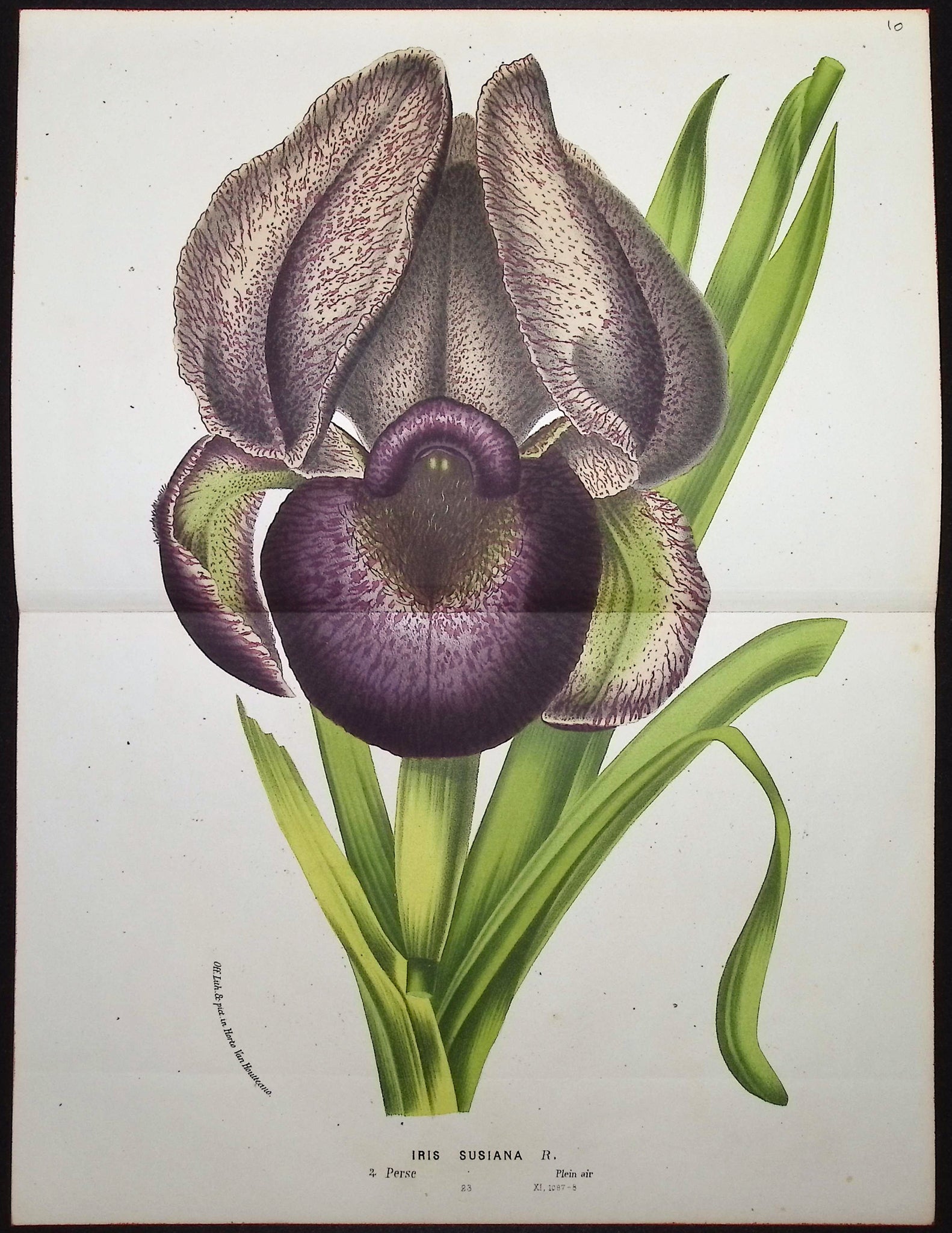 Iris