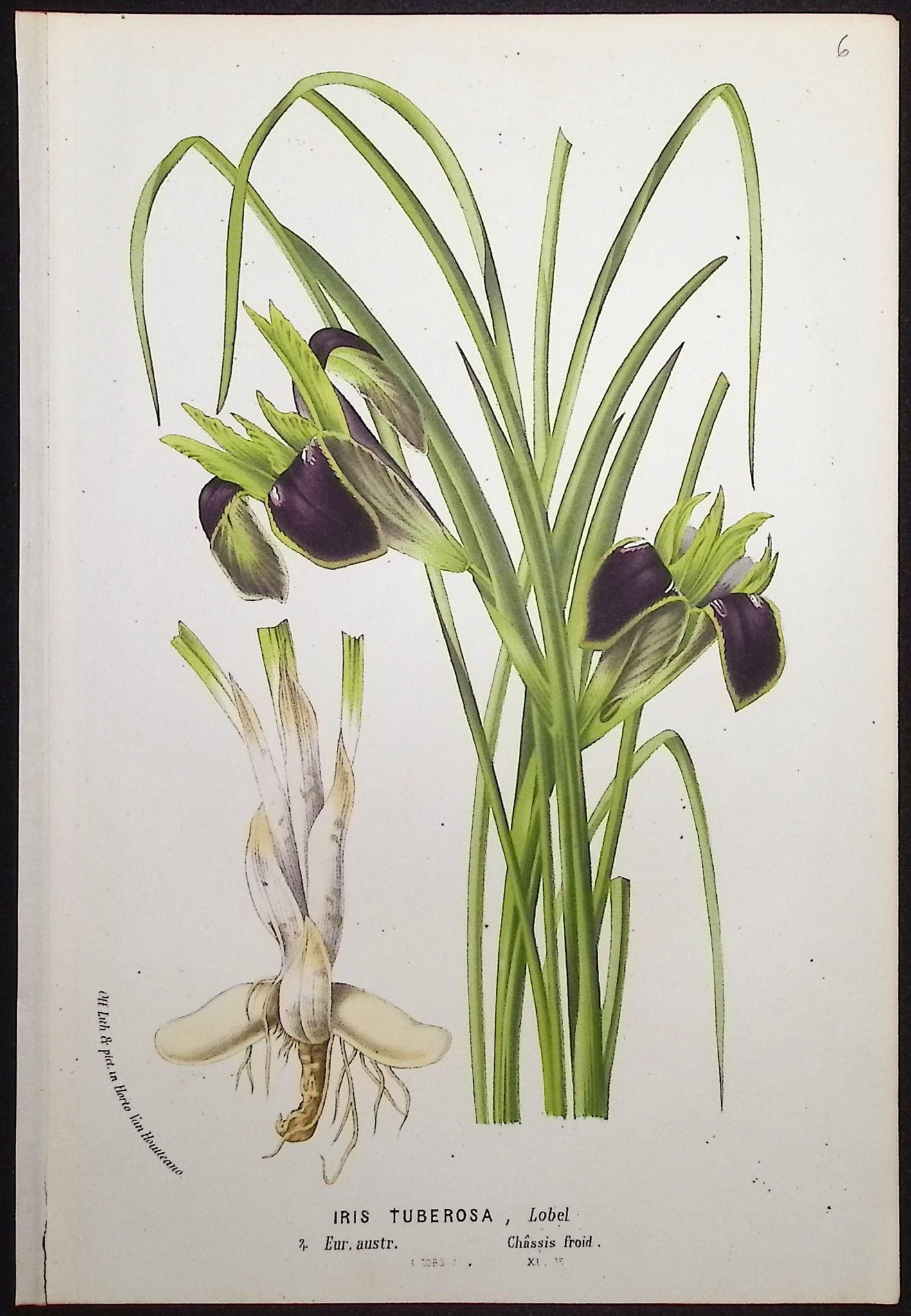 Iris