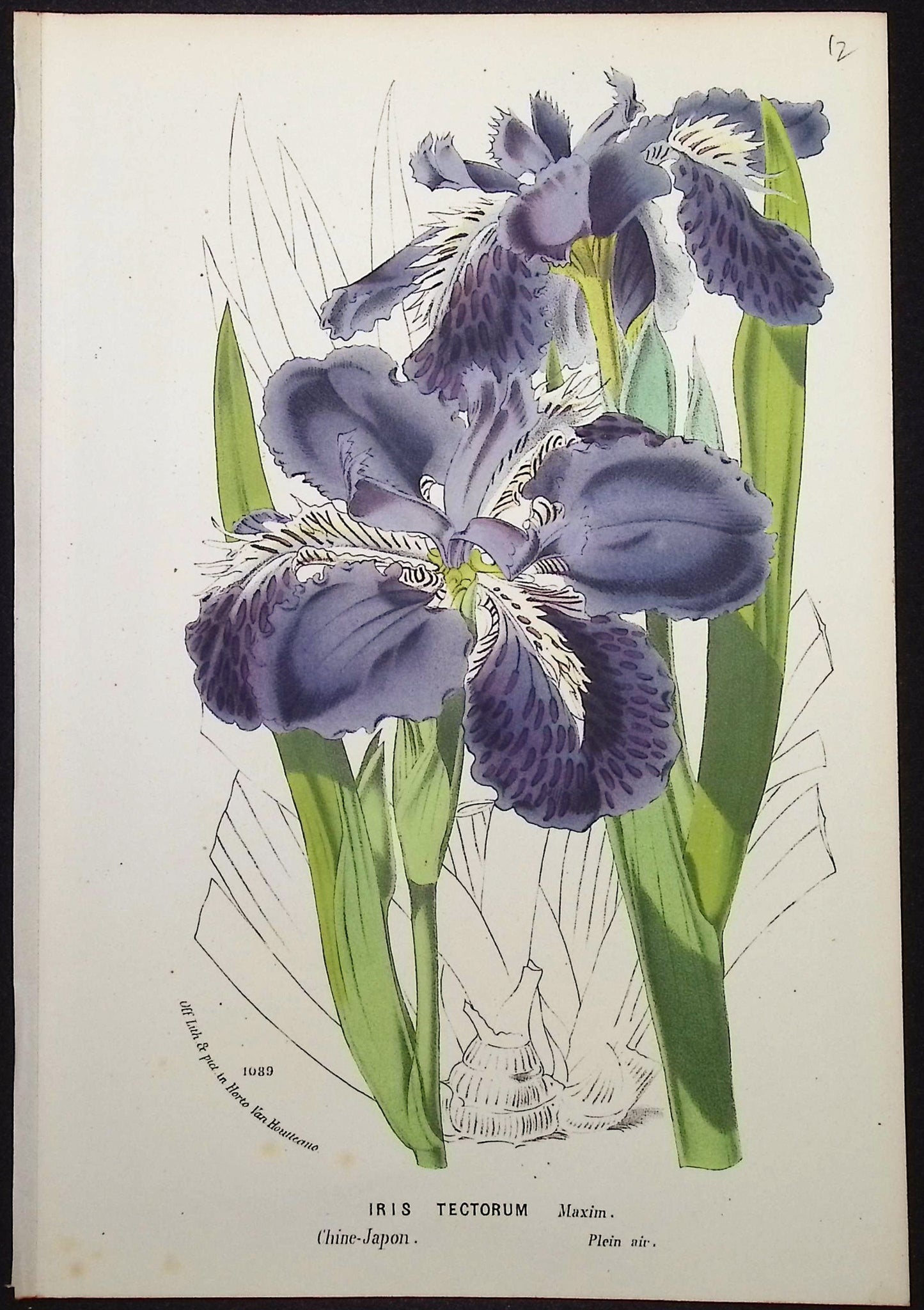 Iris